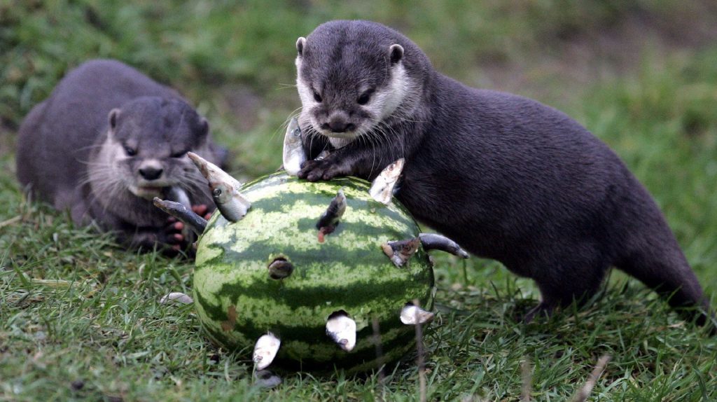 Harry the Otter - Blair Drummond Safari Park