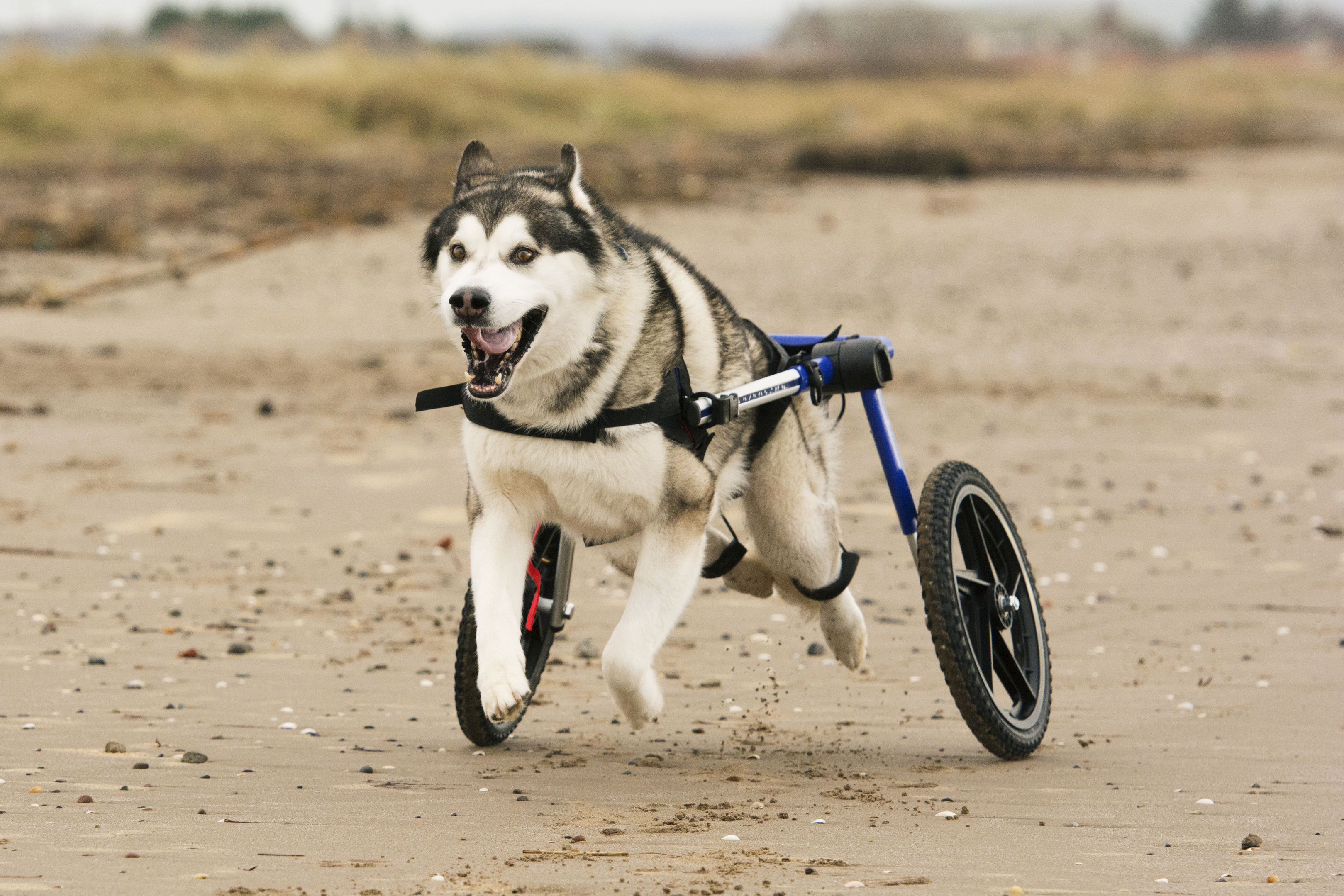 Bear lost the use of his rear legs after suffering a stroke last November (Mark Anderson)