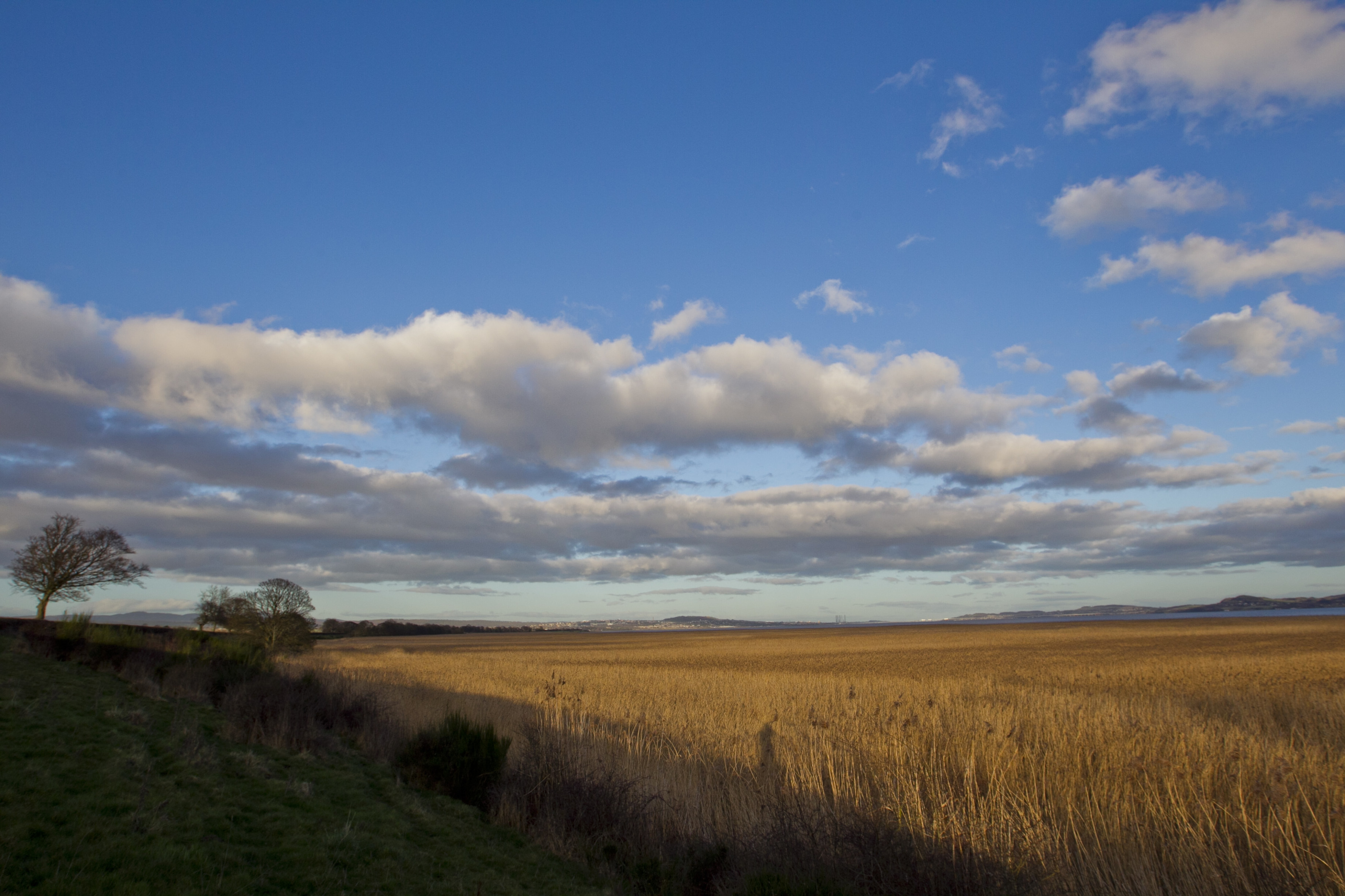 Reed beds on the shore of the River Tay, near Longforgan, looking towards Dundee (Andrew Cawley)