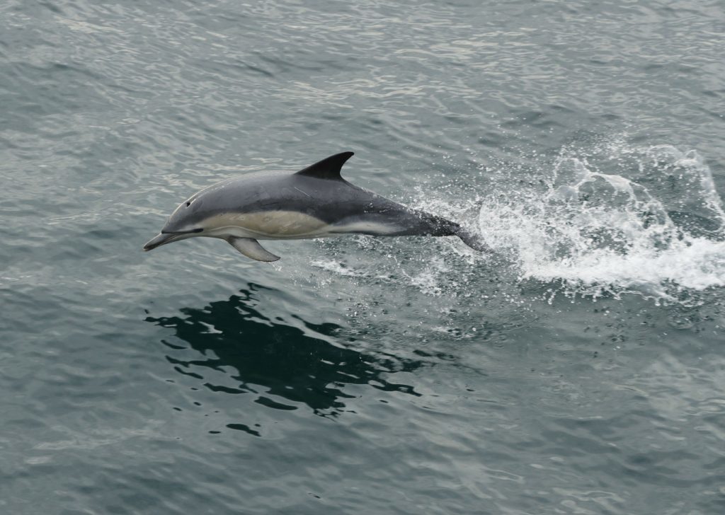 A dolphin leaps above the surface of the water in the Sound of Sleat, a narrow sea channel off the western coast of Scotland.
