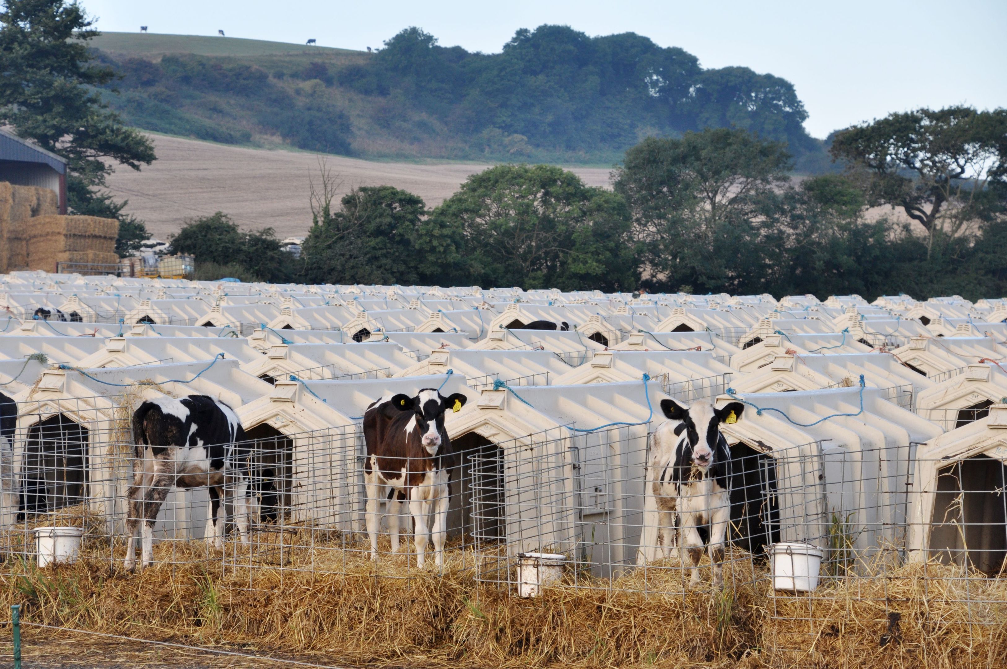 Calves penned in solitary hutches at Grange Dairy in East Chaldon, Dorset. (Animal Equality/PA Wire)