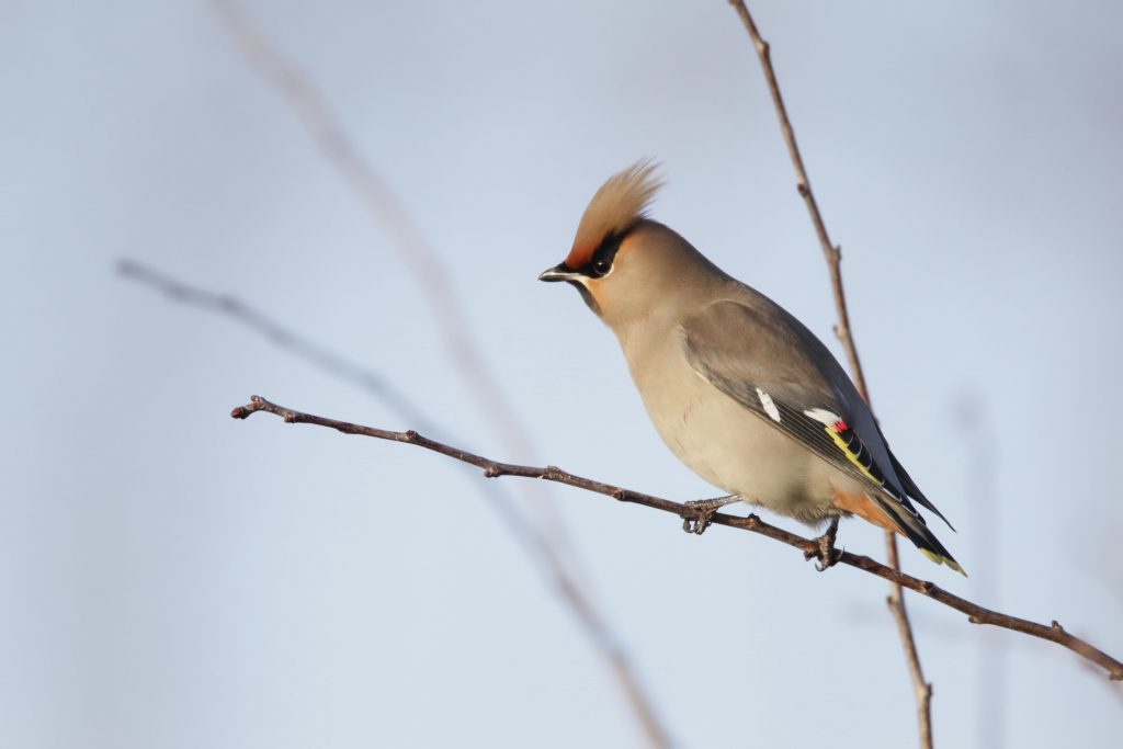 (Andy Hay/RSPB/PA Wire)