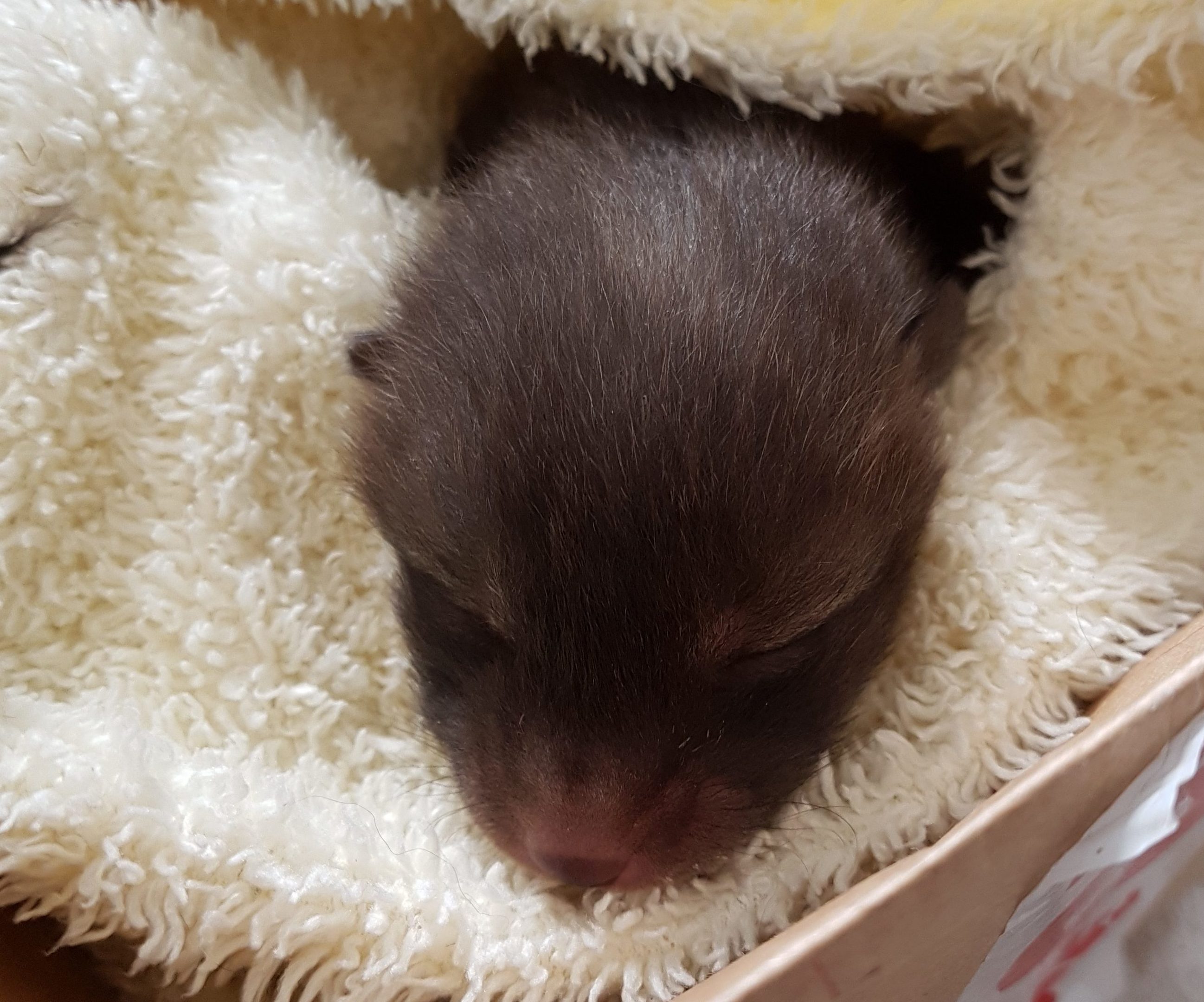 Fox cub, Scottish SPCA