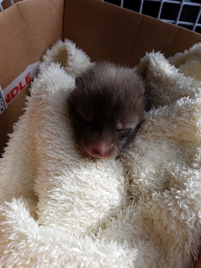 Fox cub (Scottish SPCA)