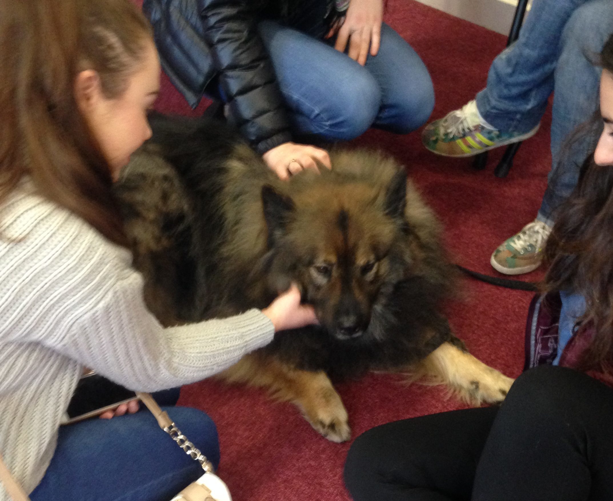 Lupo the Eurasier got a lot of attention from the students