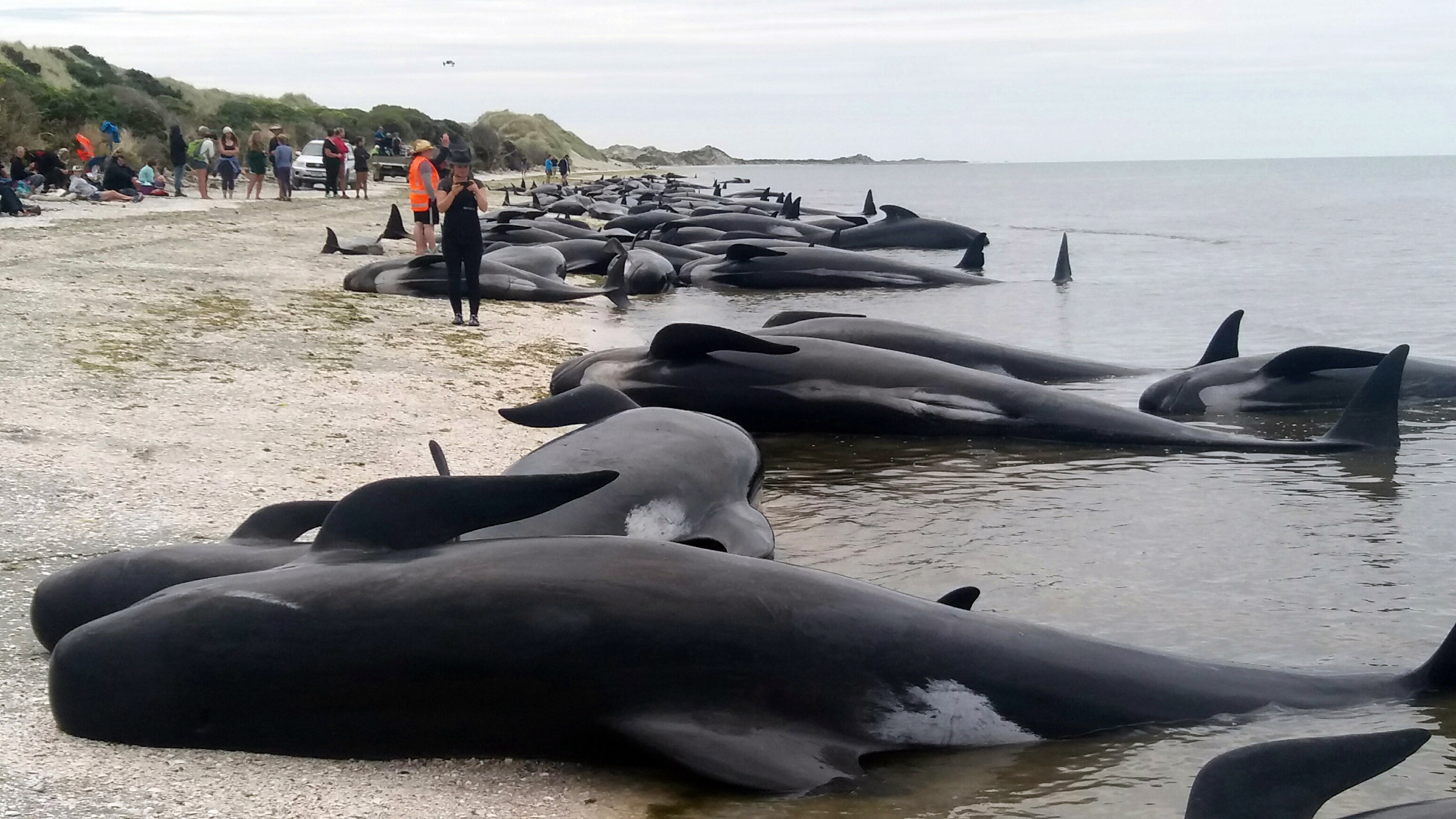New Zealand volunteers formed a human chain in the water at a remote beach on Friday as they tried to save about 100 whales after more than 400 of the creatures beached themselves in one of the worst whale strandings in the nation's history. About three-quarters of the pilot whales were already dead when they were found Friday morning at Farewell Spit at the tip of the South Island. (Tim Cuff/New Zealand Herald via AP)