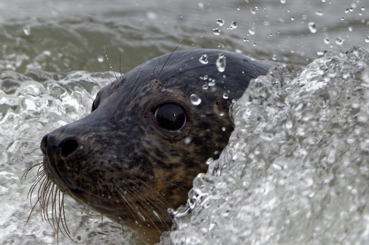 Osha the seal (Scottish SPCA)