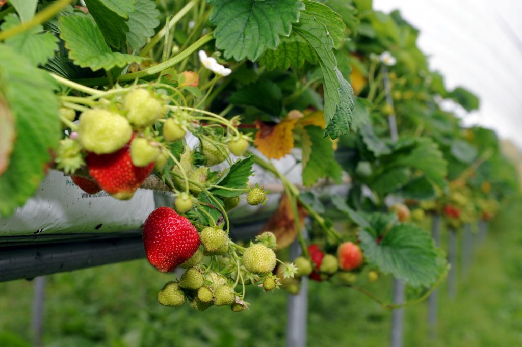 Charleton Fruit Farm owned by Karen and Rory McQuistan. Fruit picking polytunnels. (Kevin Emslie)