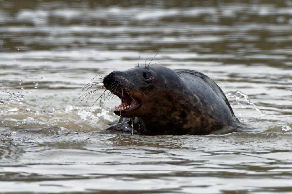 Tywin the seal (Scottish SPCA)