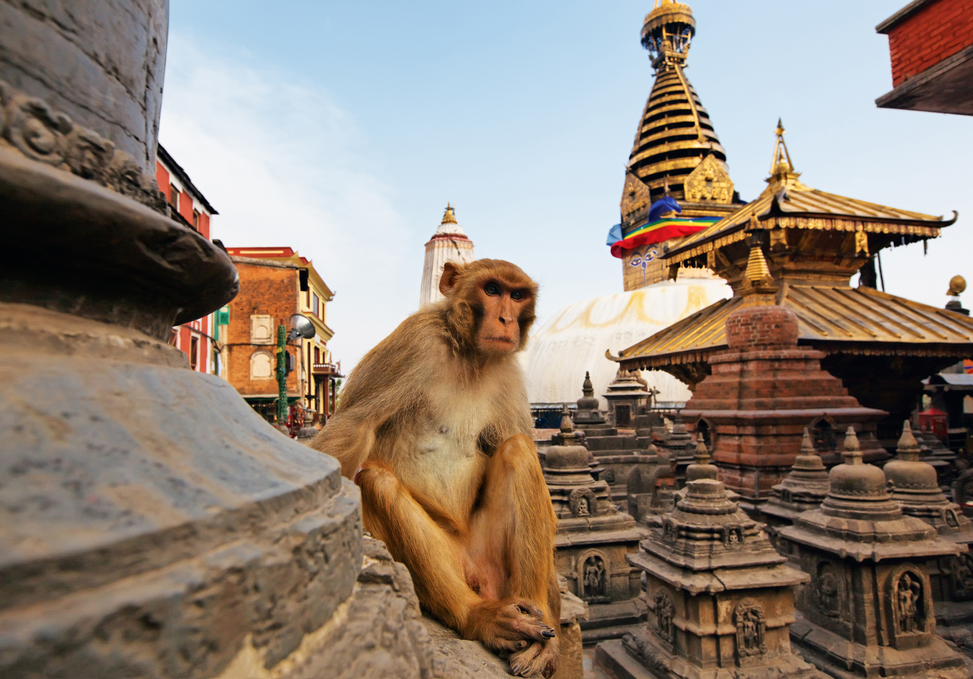 Sitting monkey on swayambhunath stupa in Kathmandu, Nepal (iStock)