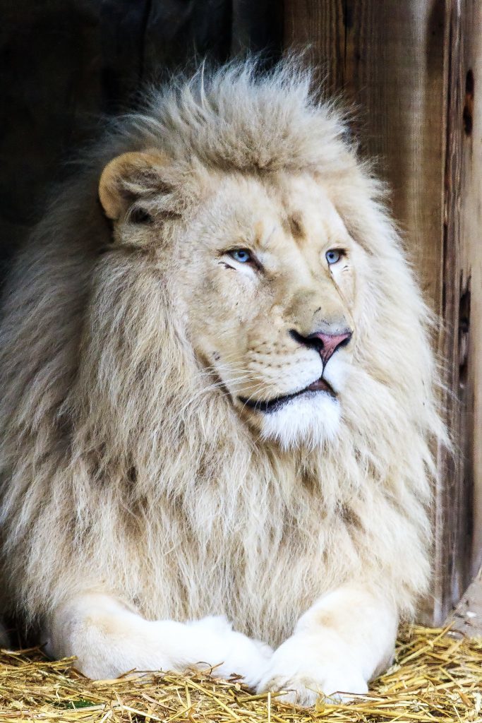 White lion portrait