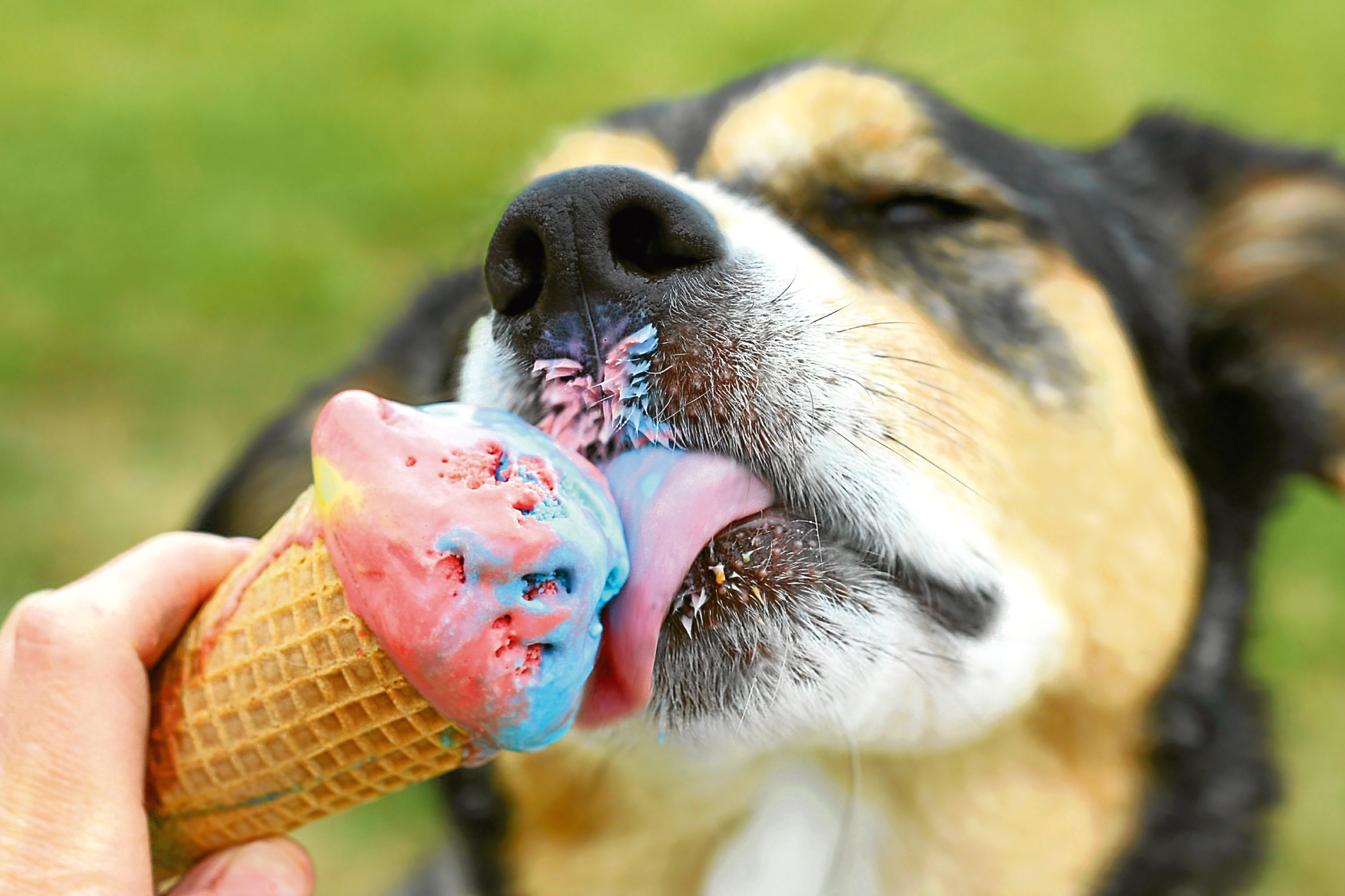 A tasty treat on a sunny day! (Getty Images)