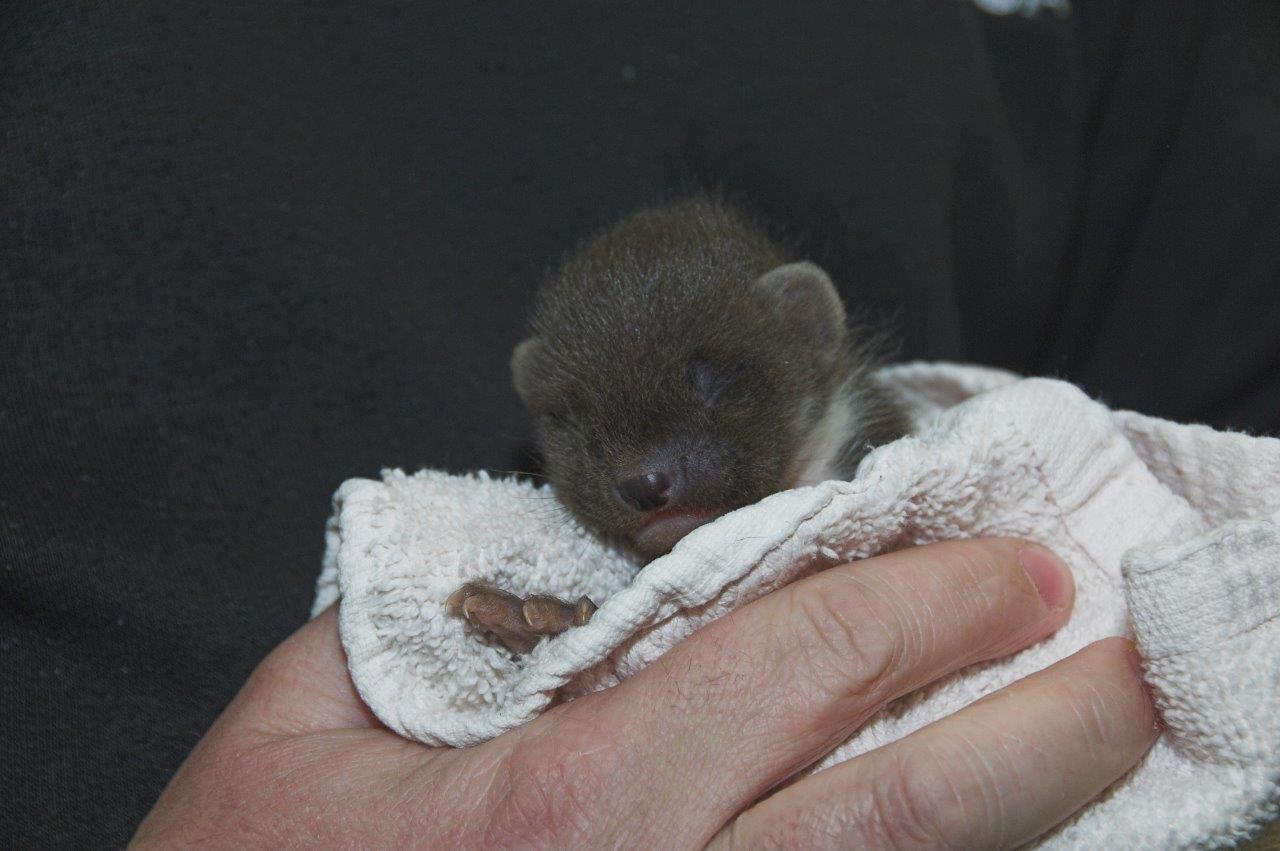 Marvel the pine marten (Colin Seddon, SSPCA)