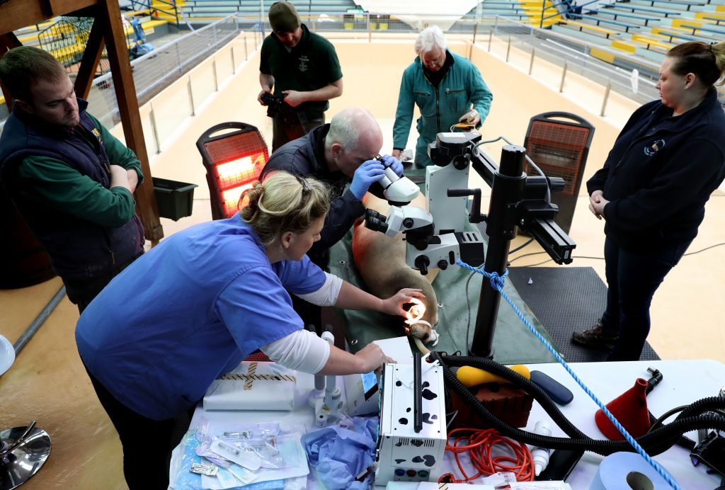 Ophthalmologist Claudia Hartley (front left) and International Zoo Vet Group's Andrew Greenwood (rear right) being assisted by Blair Drummond Safari park vets Colin Scott (centre) and Paddy Day (far left), as keeper Nikki Morrison (right) looks on, during an operation to remove the lens in Bella the California Sea Lion's right eye. (Andrew Milligan/PA Wire)