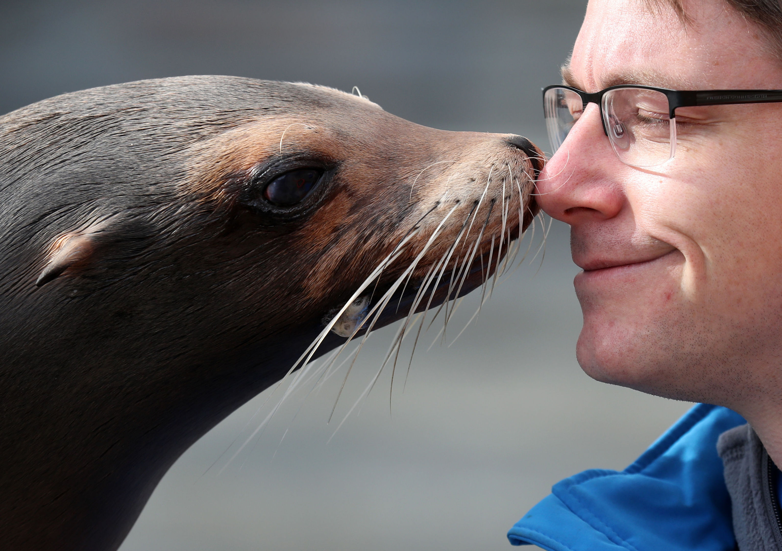 Bella the California Sea Lion, fully recovered, giving keeper Alex Wainwright a kiss after having her right lens removed in her eye during an operation (Andrew Milligan/PA Wire)