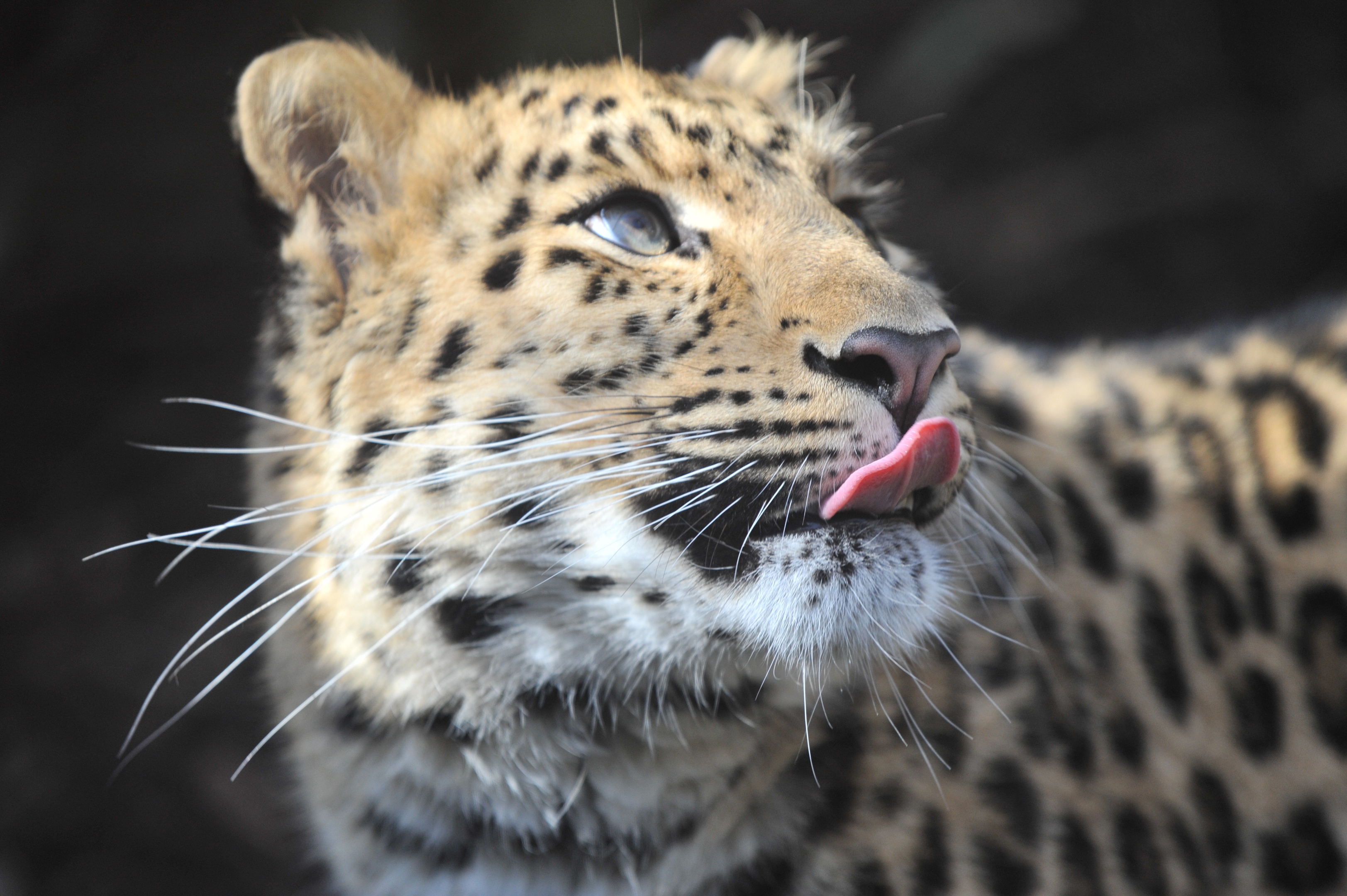 Arina the Amur Leopard (Jan Morse)