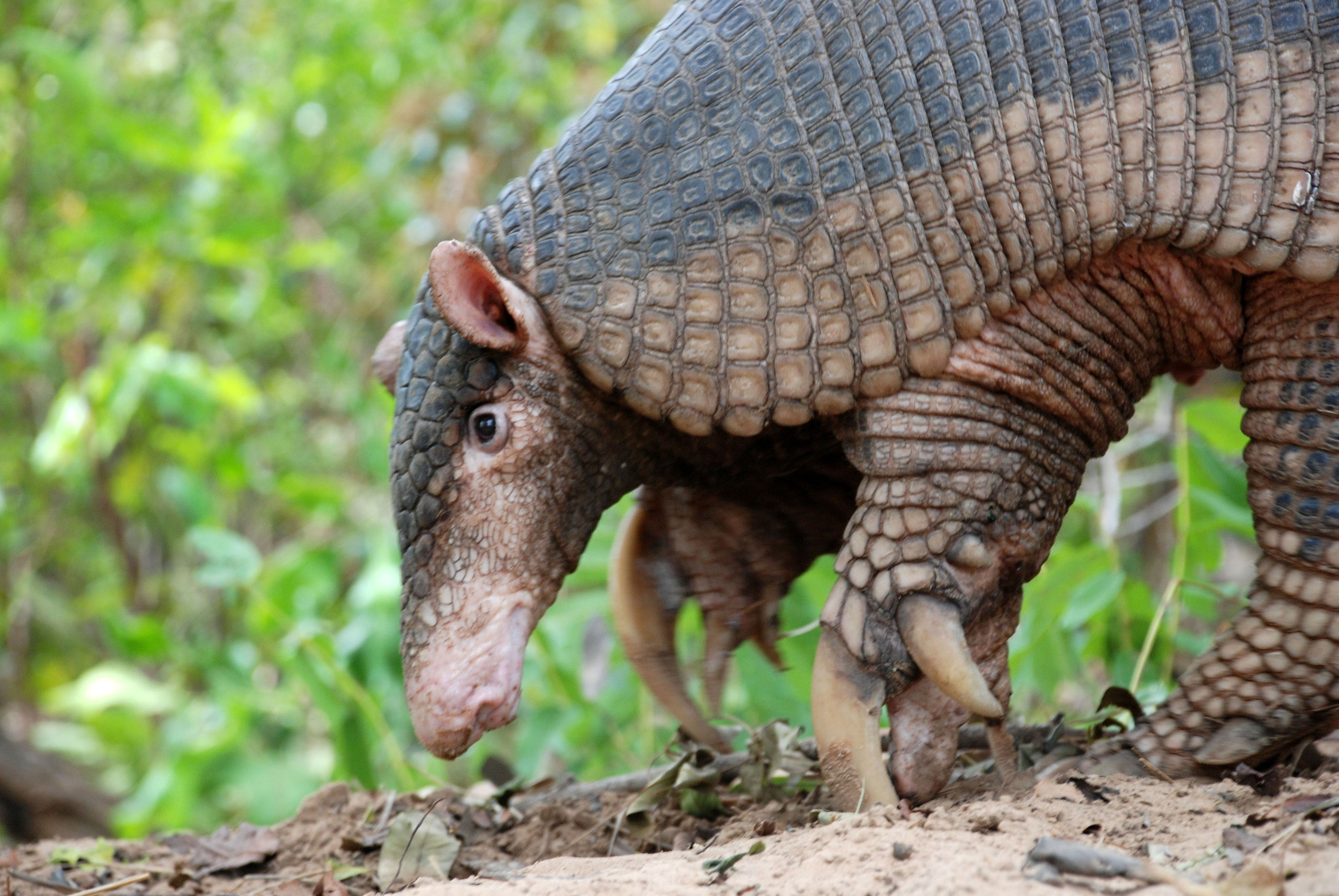 Secrets of one of the world's least studied mammals, the giant armadillo, are being revealed in a new documentary (BBC/PA Wire)