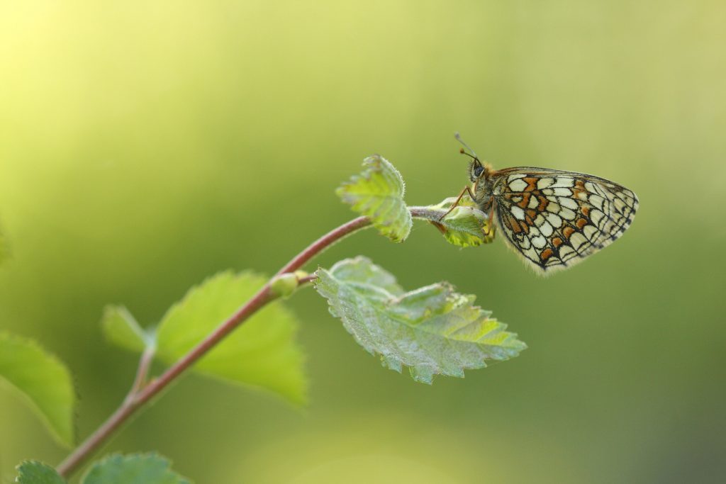 A Heath Fritillary (Will Langdon/Butterfly Conservation/PA Wire)