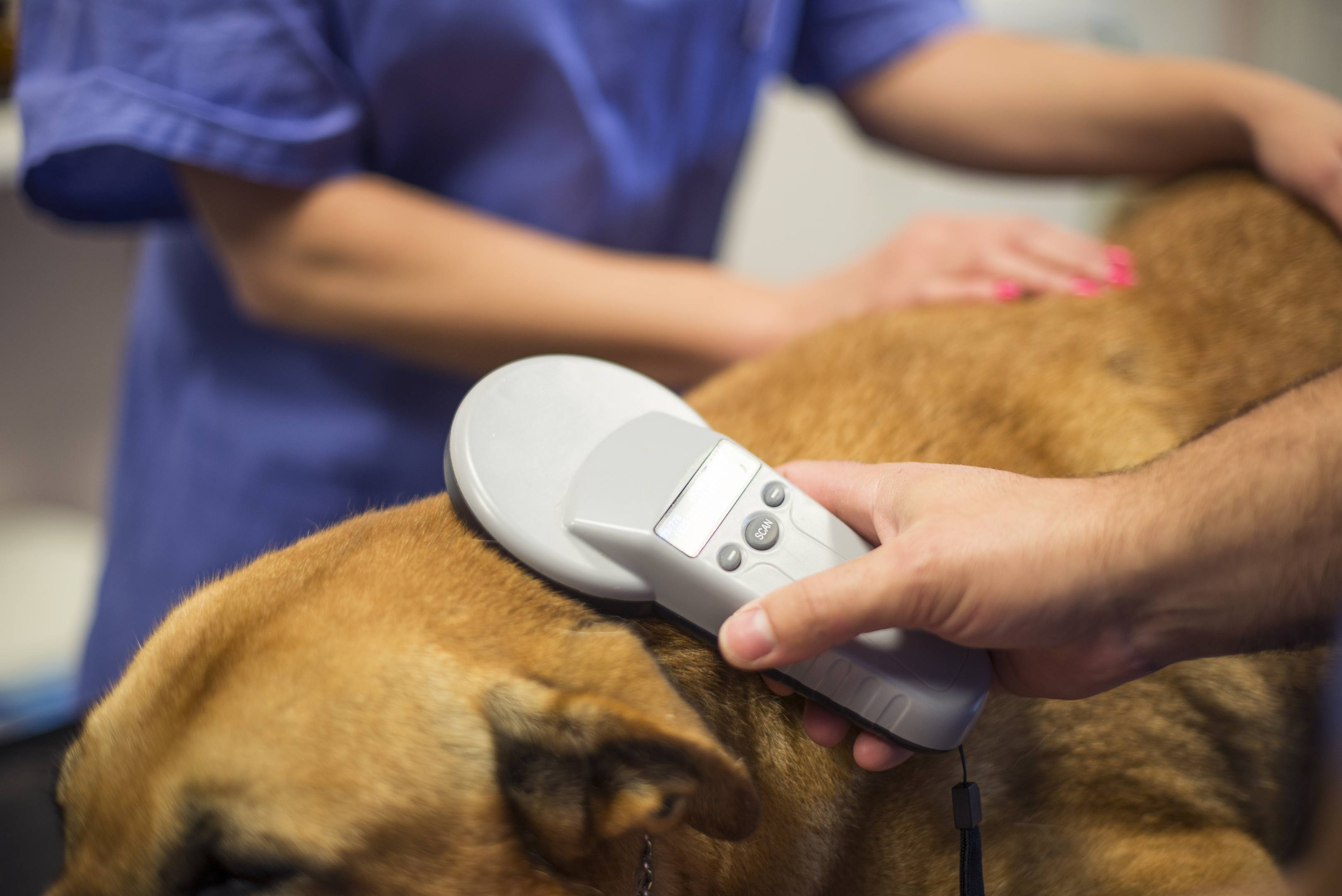 A dog being scanned for their microchip (iStock)