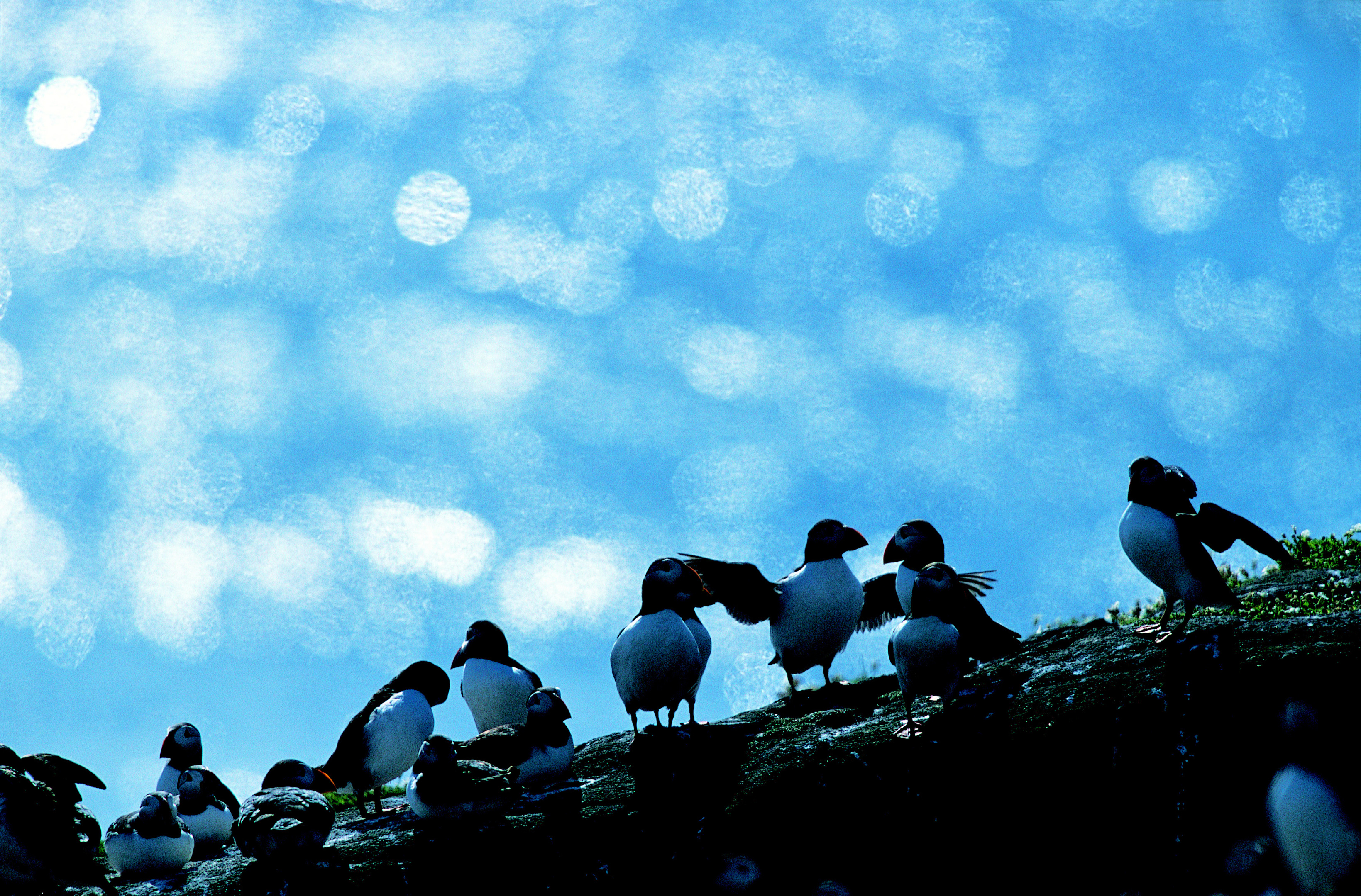 Puffin Fratercula arctica, group on Cliff, Isle of May, June (RSPB)