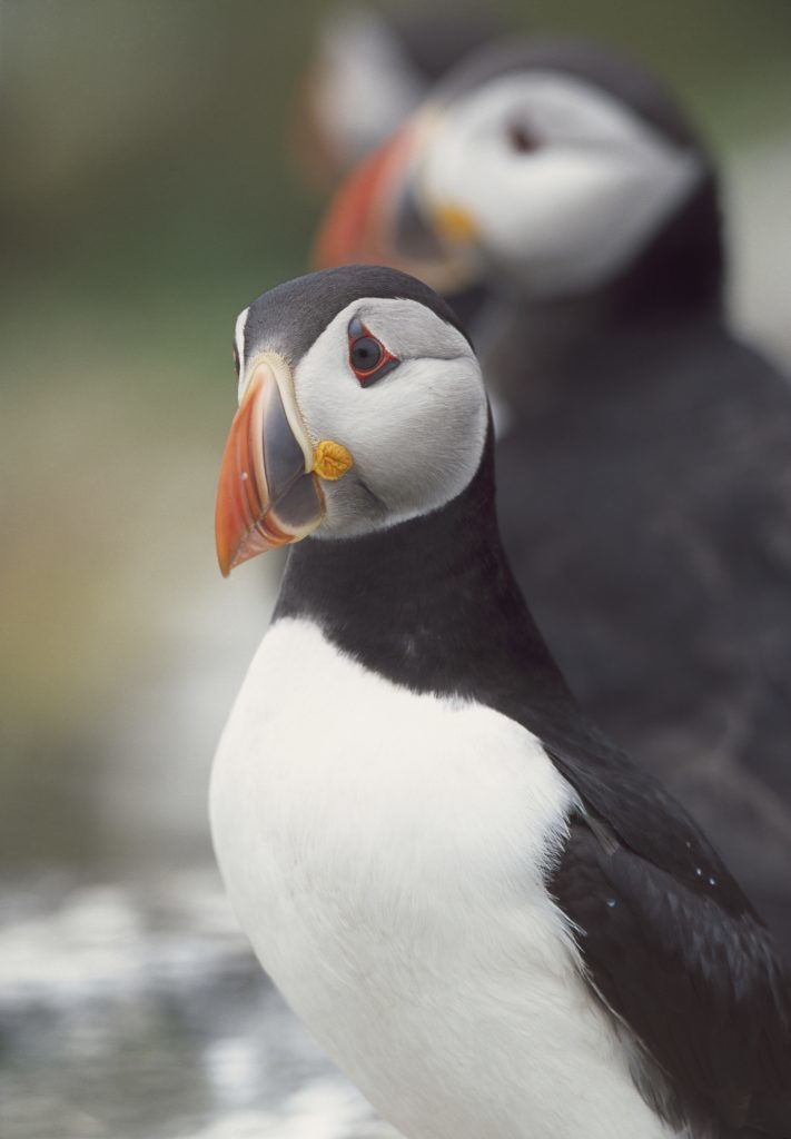 Puffin Fratercula arctica, pair, Isle of May National Nature reserve (RSPB)