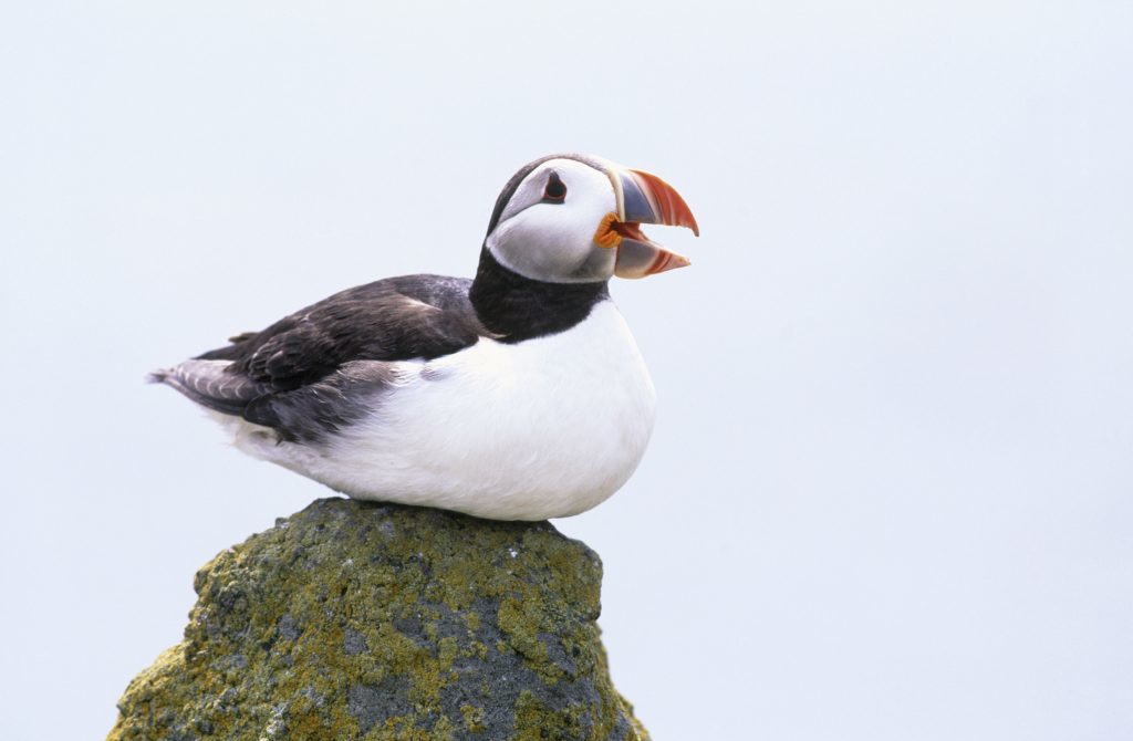 Puffin Fratercula arctica, sitting on rock, Isle of May National Nature reserve, June 2001 (RSPB)
