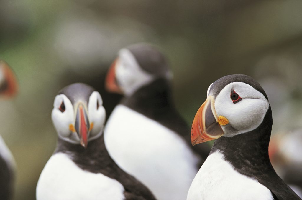 Puffin Fratercula arctica, group, Isle of May National Nature reserve, June 2001 (RSPB)