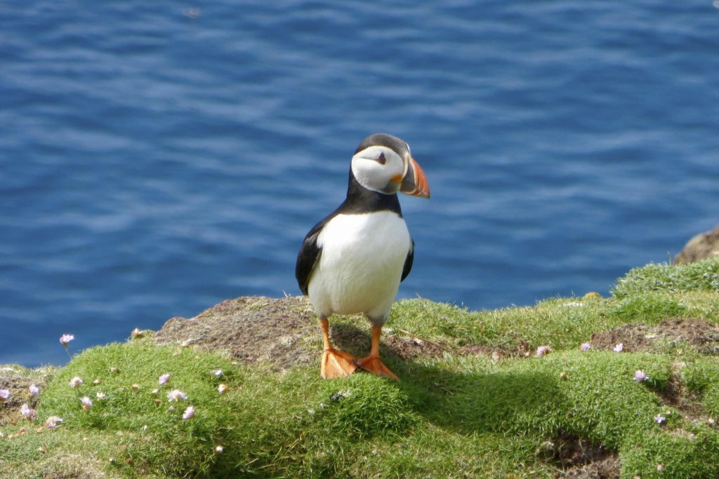 Atlantic puffin Fratercula arctica, on Fair Isle, Scotland, June 2016