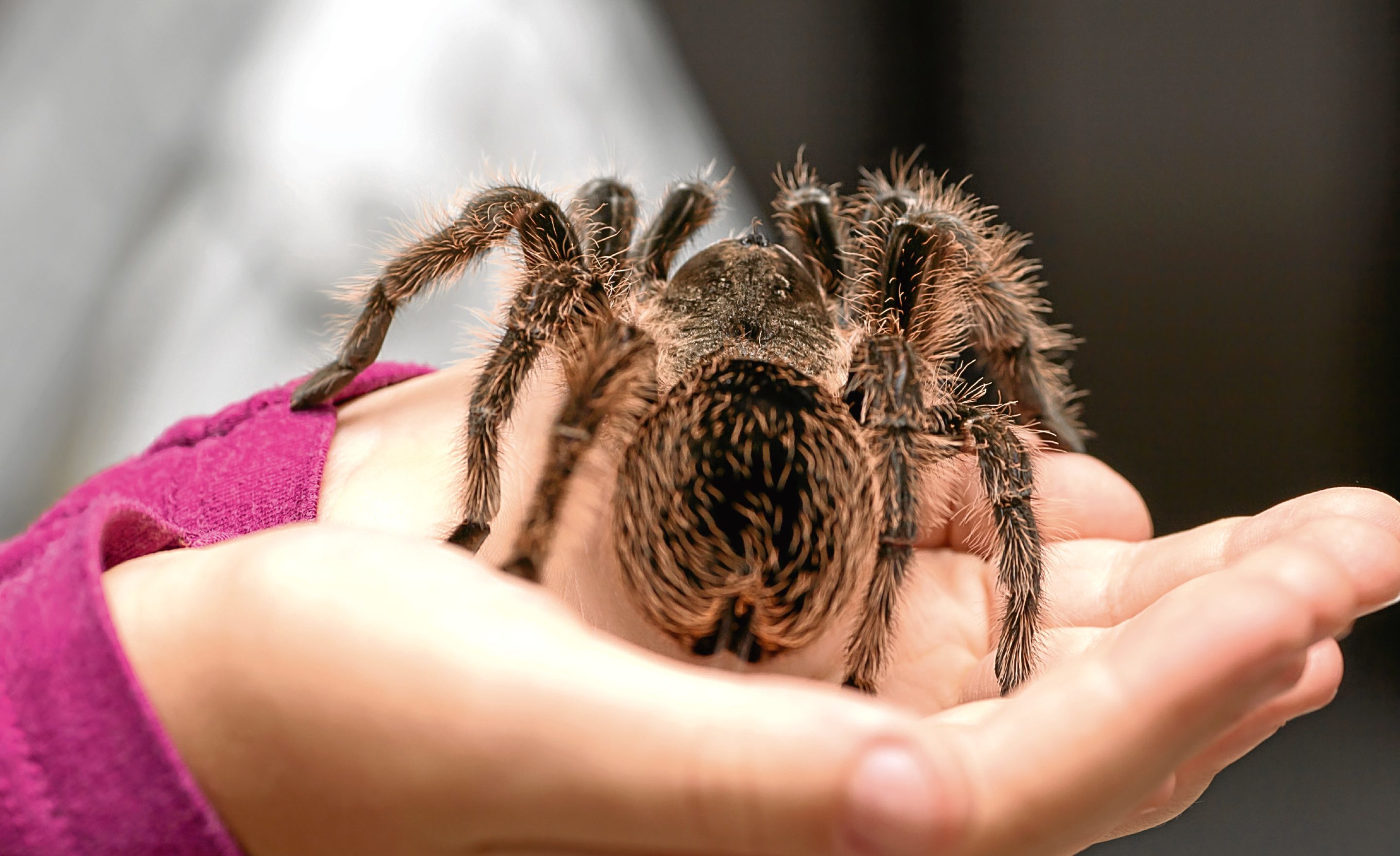 A brave child holds a tarantula (Getty Images)