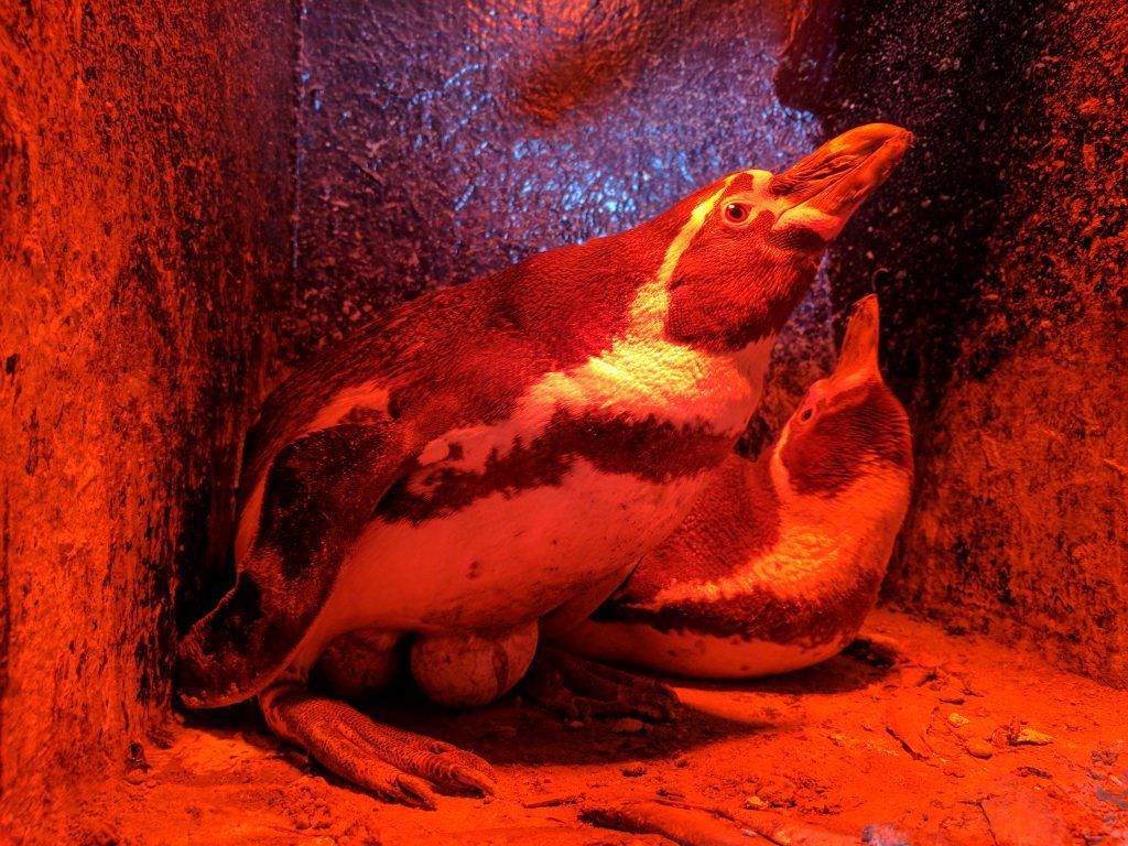 Humboldt penguins