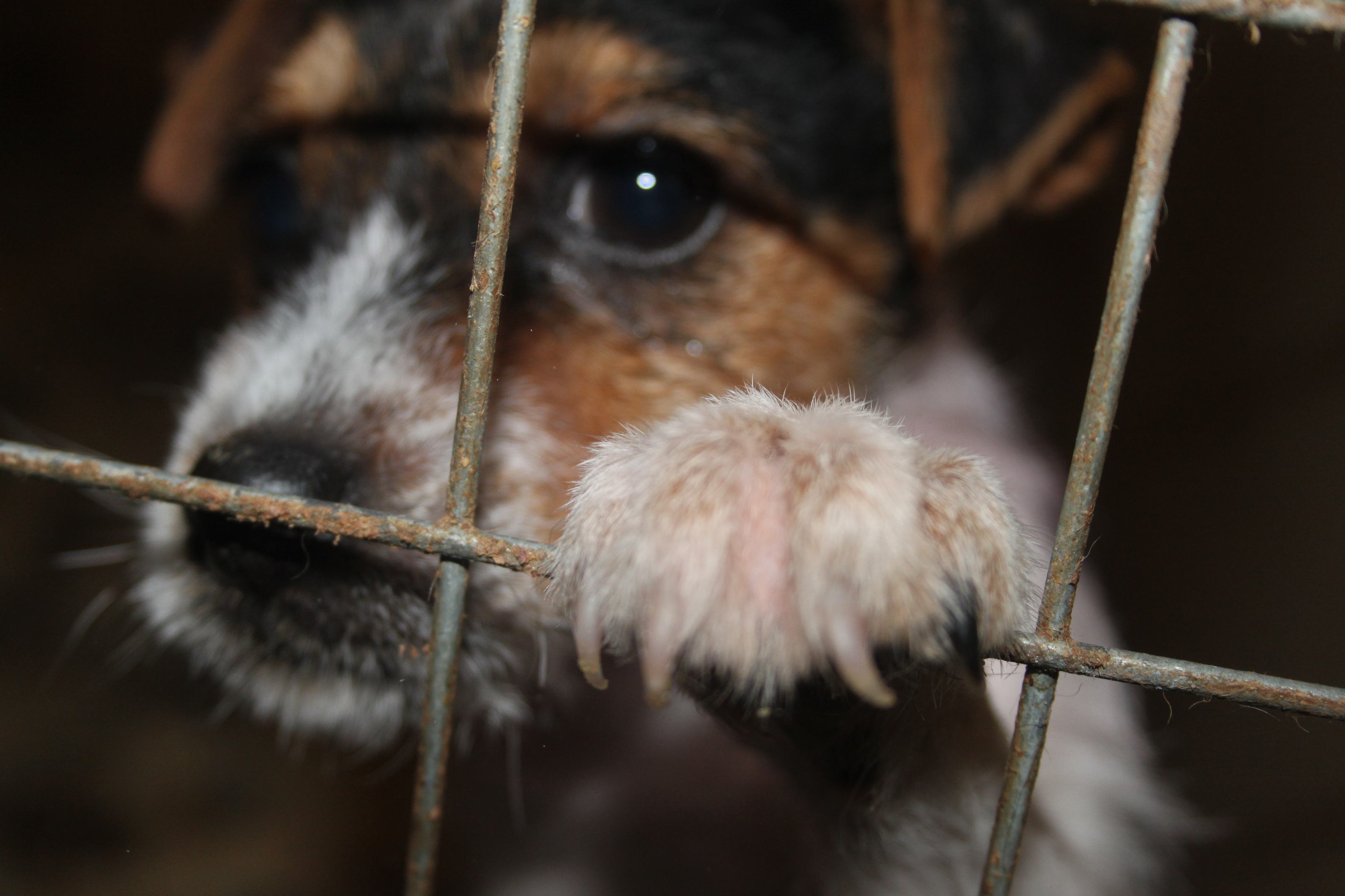 Puppy farm (SSPCA)