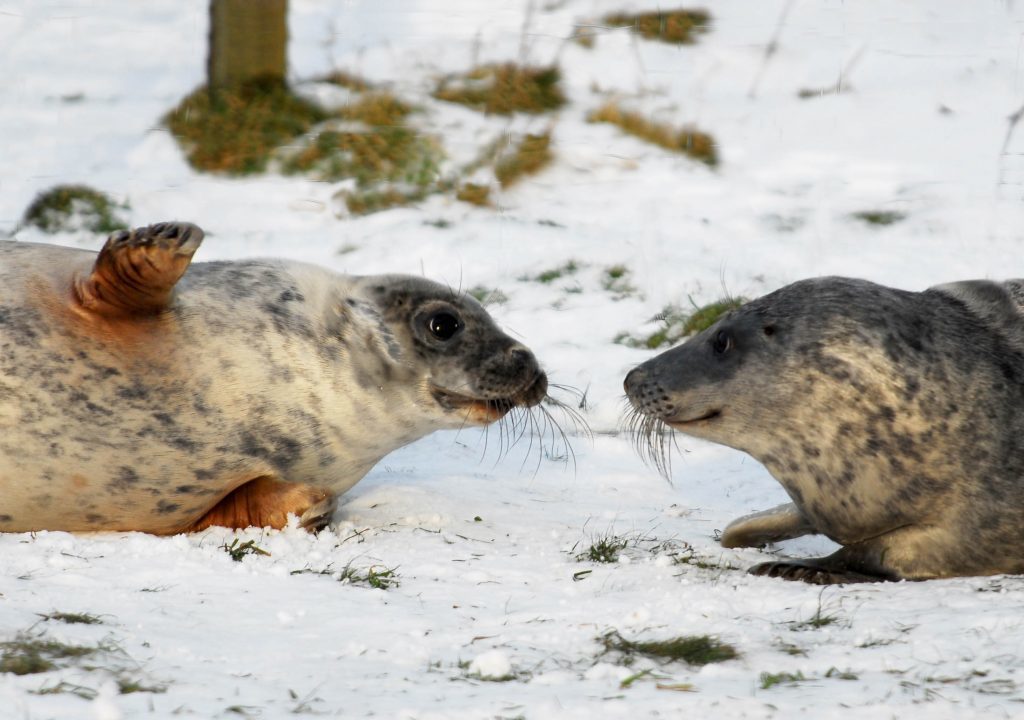 Two wild grey seals (KJ Robinson/PA Wire)