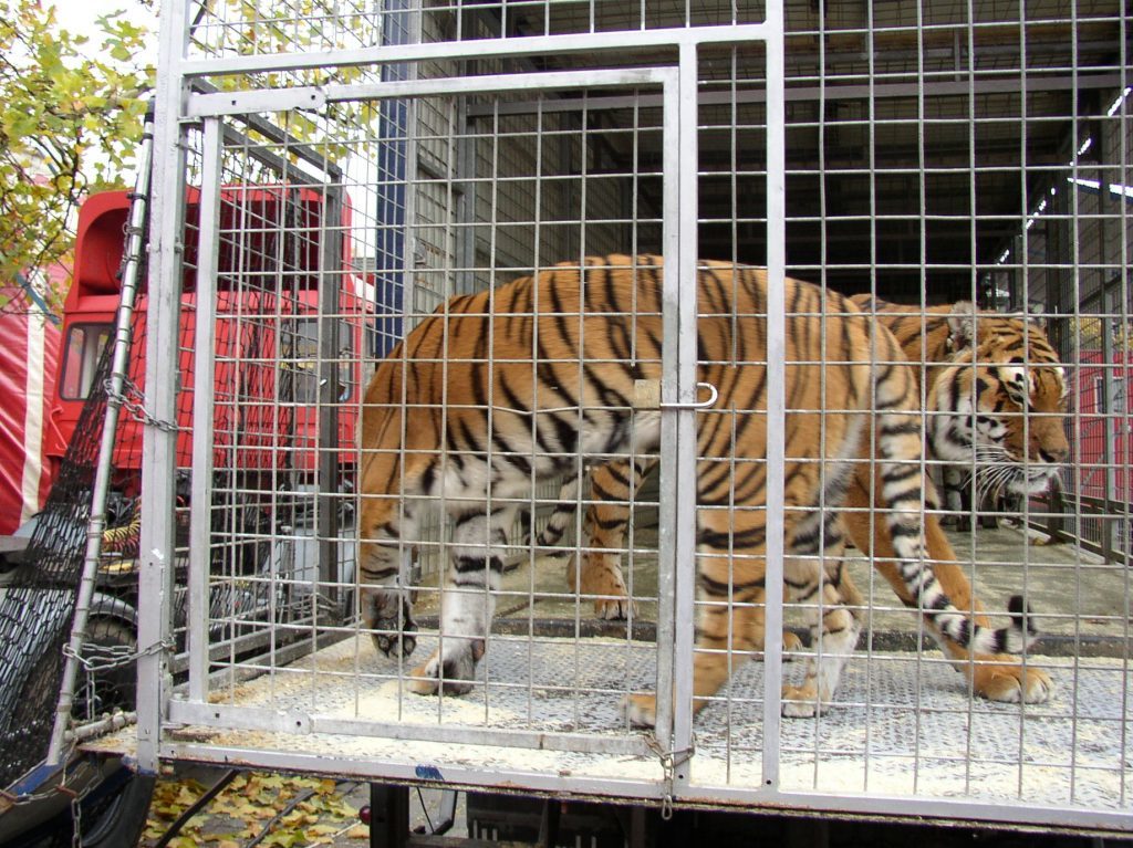 Campaigners Scottish bid to ban wild animal