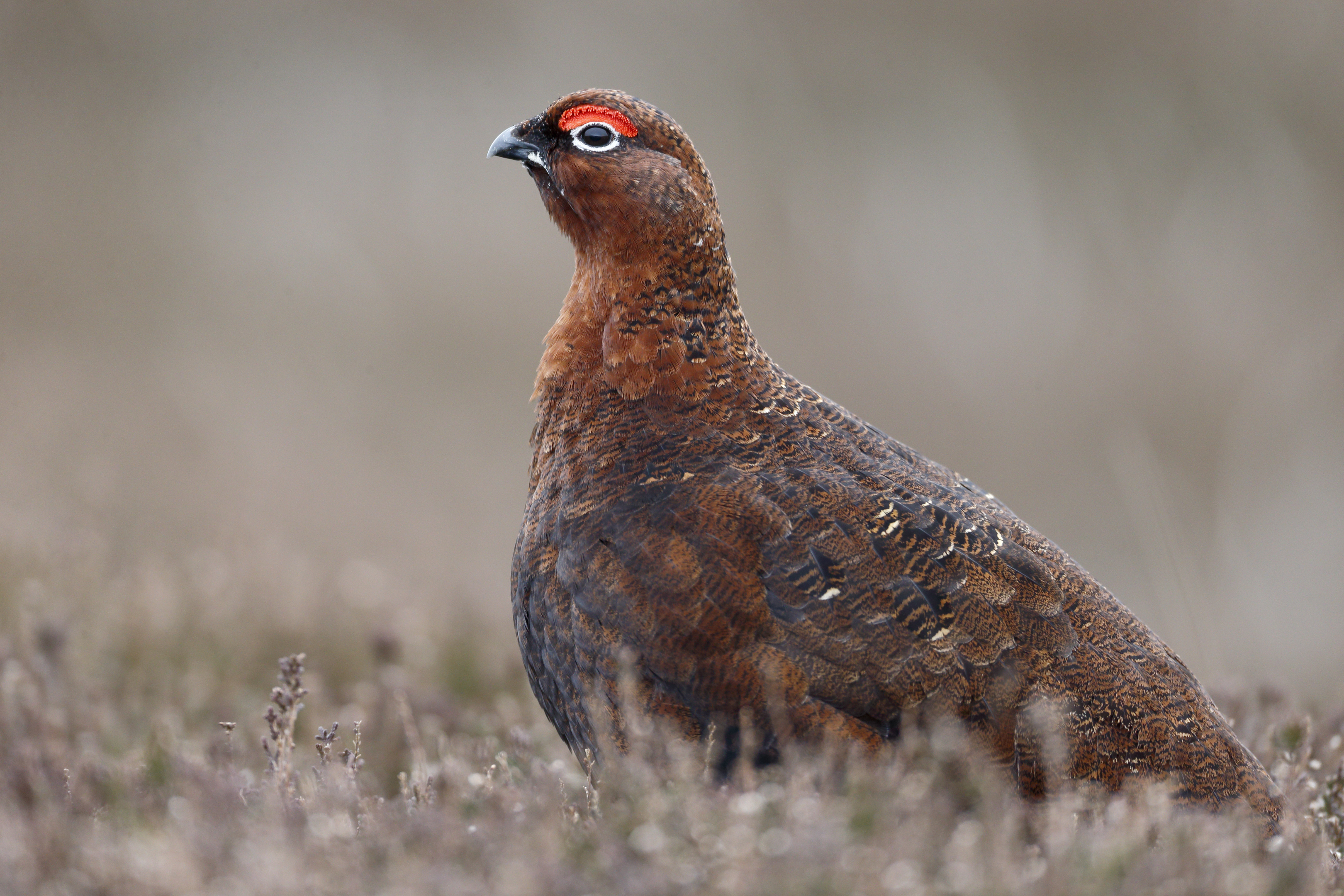 Red grouse (Getty Images)