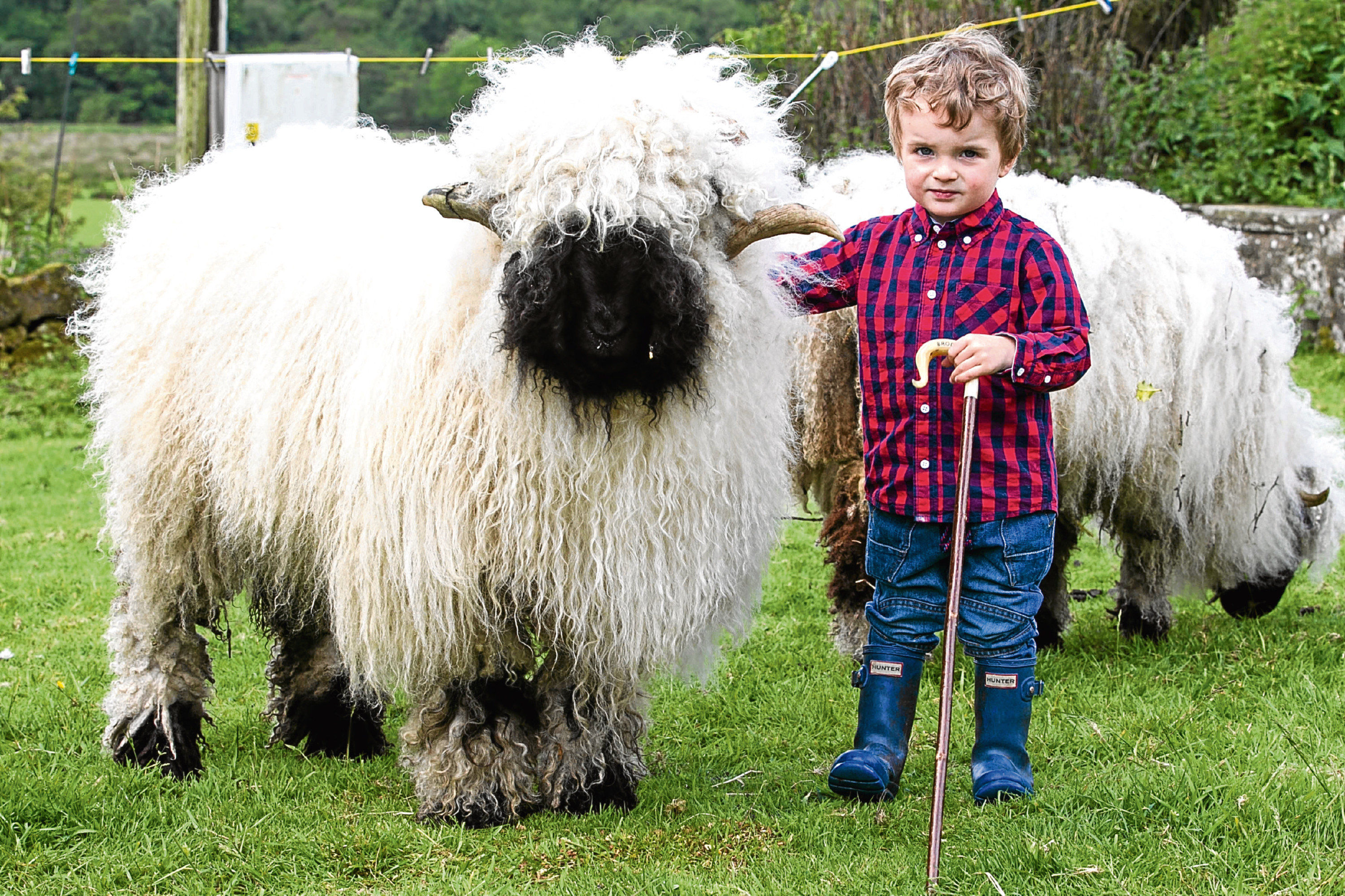 Brodie Blacklock with his friend the Valais Blackface sheep called Duncan (Chris Austin, Sunday Post)