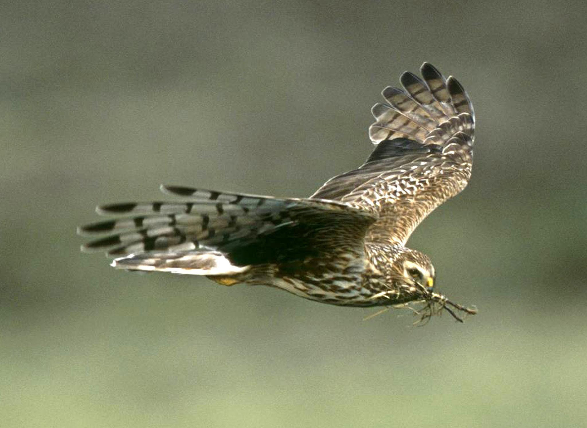 Hen harriers are on the brink of extinction in England after the number of breeding pairs fell to four last year, according to new figures. (RSPB Images/PA Wire)