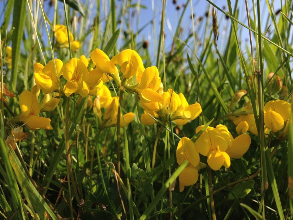 Common bird's-foot-trefoil in a meadow. (Trevor Dines/Plantlife/PA Wire)