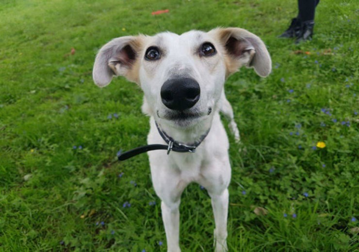 Ellaria is looking for a forever home (Scottish SPCA)