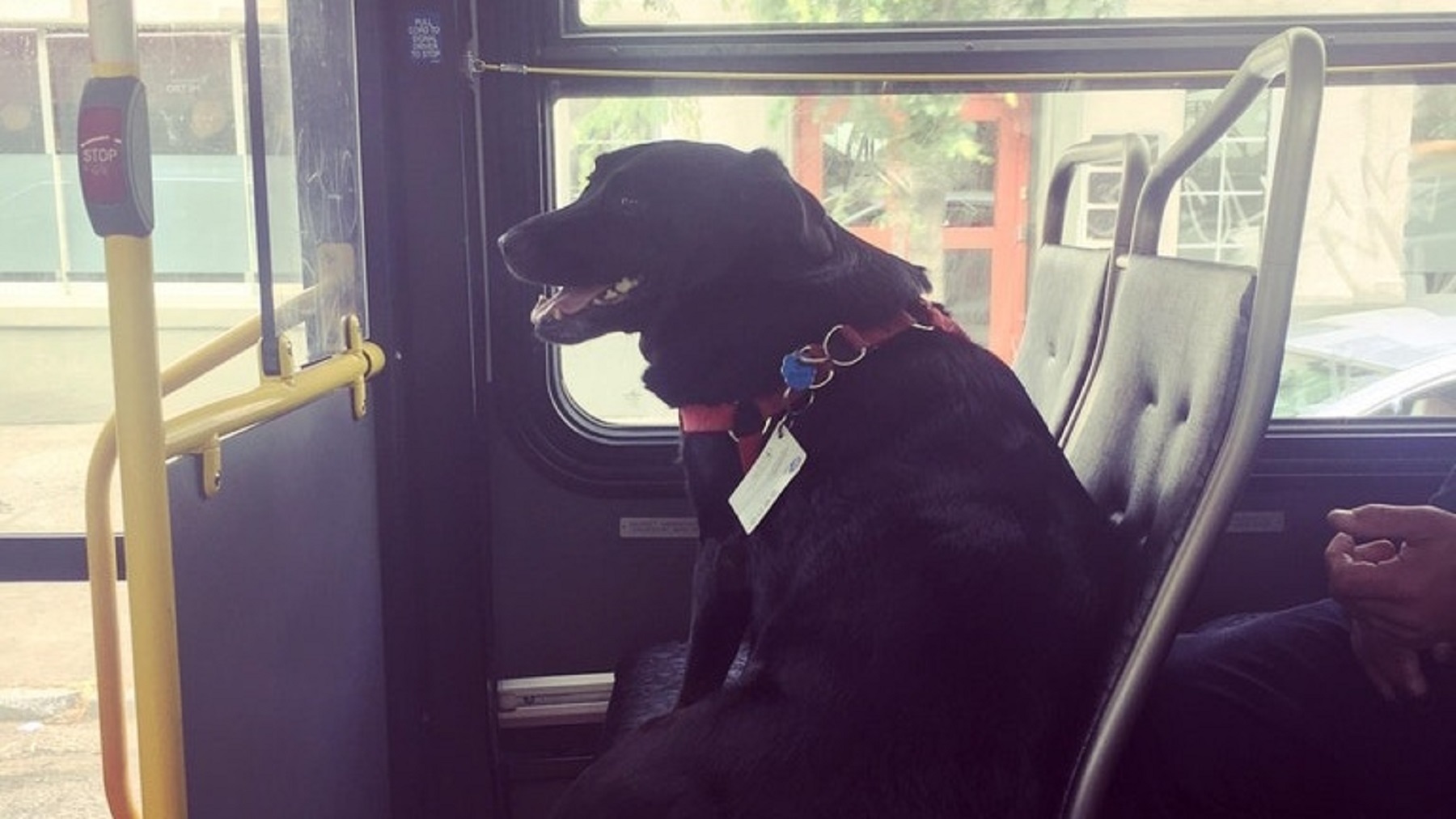 Eclipse the dog sits on a bus