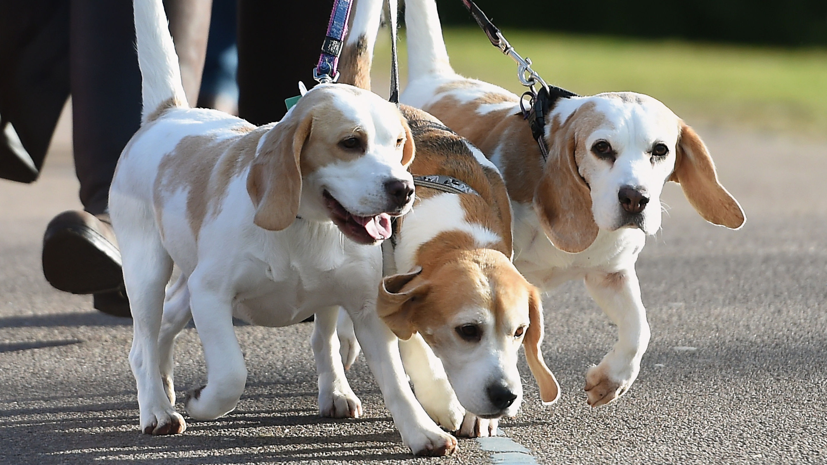 New figures from Direct Line reveal how many dogs are stolen across the UK (Joe Giddens/PA)