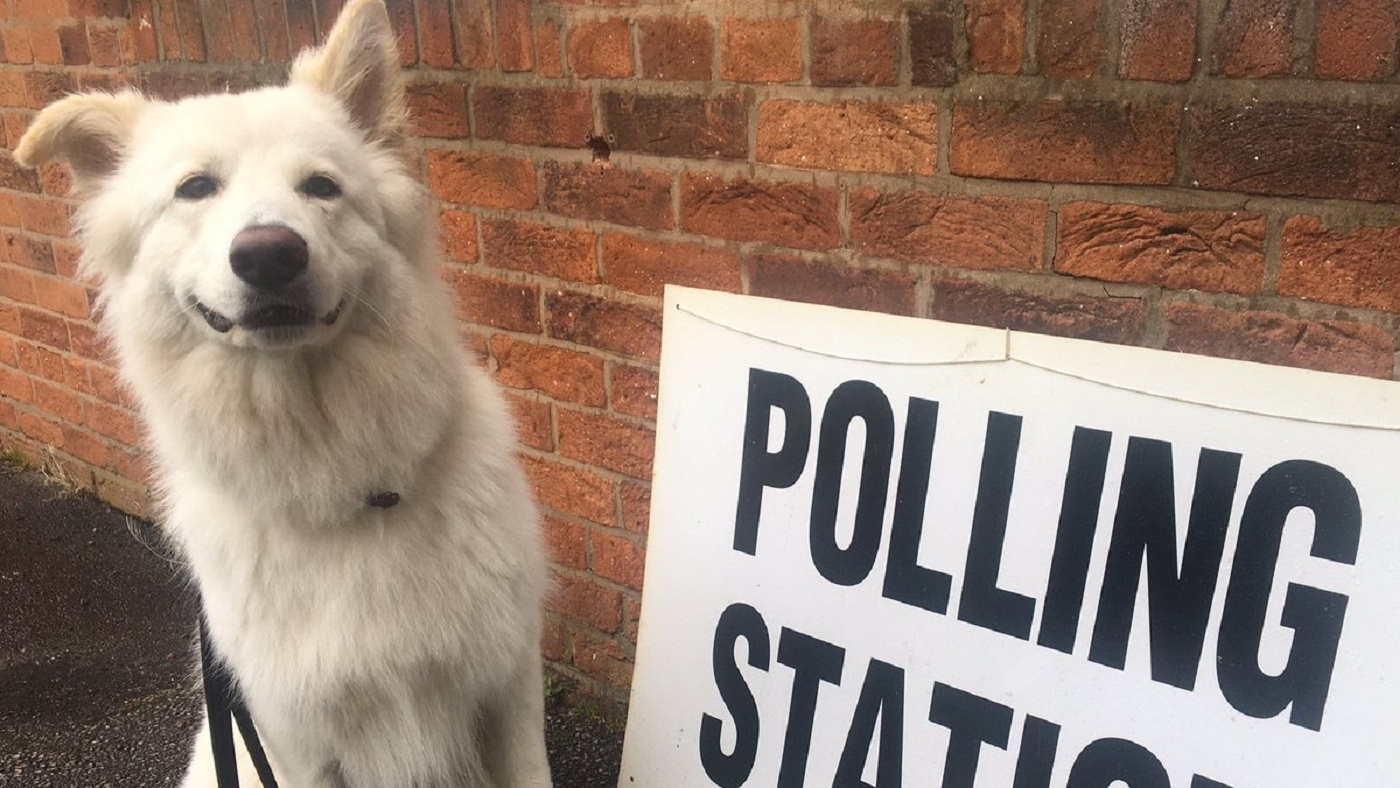 Wolfie the dog at a polling station (Karen Faughey/PA)