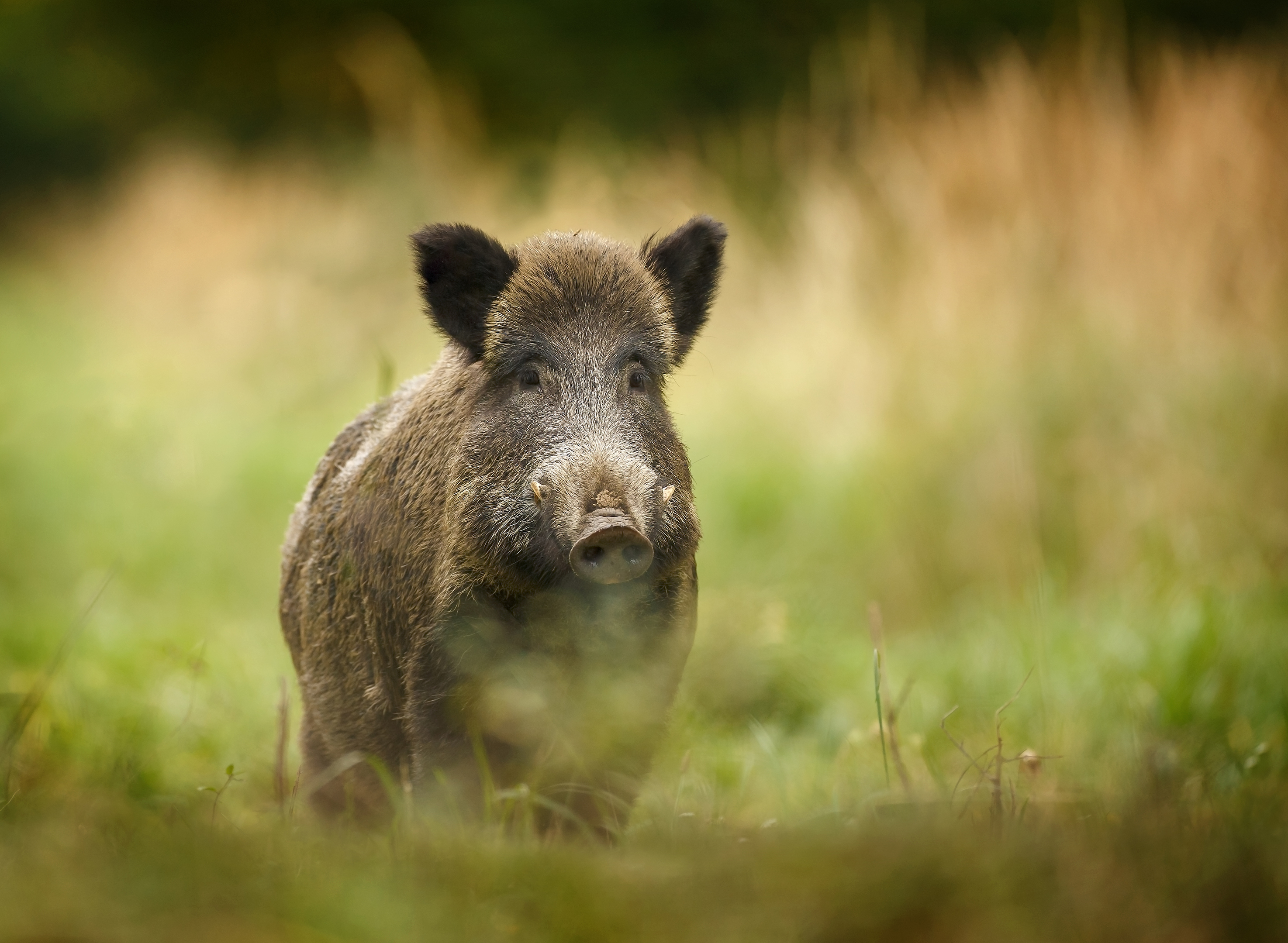 Wild boar (Getty Images)