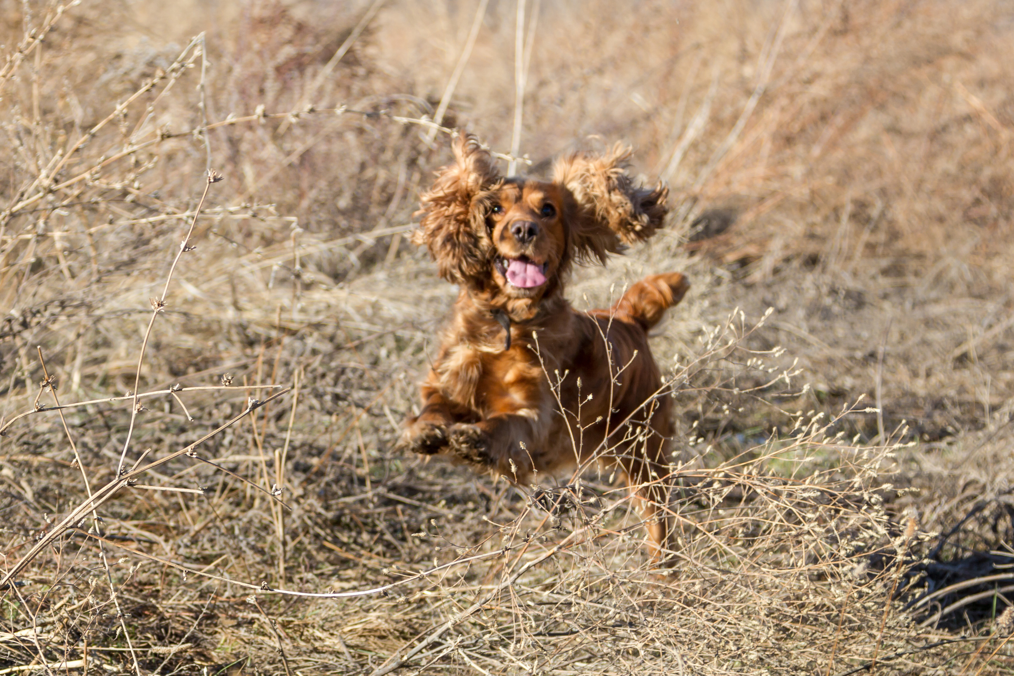 Cocker spaniel (iStock)