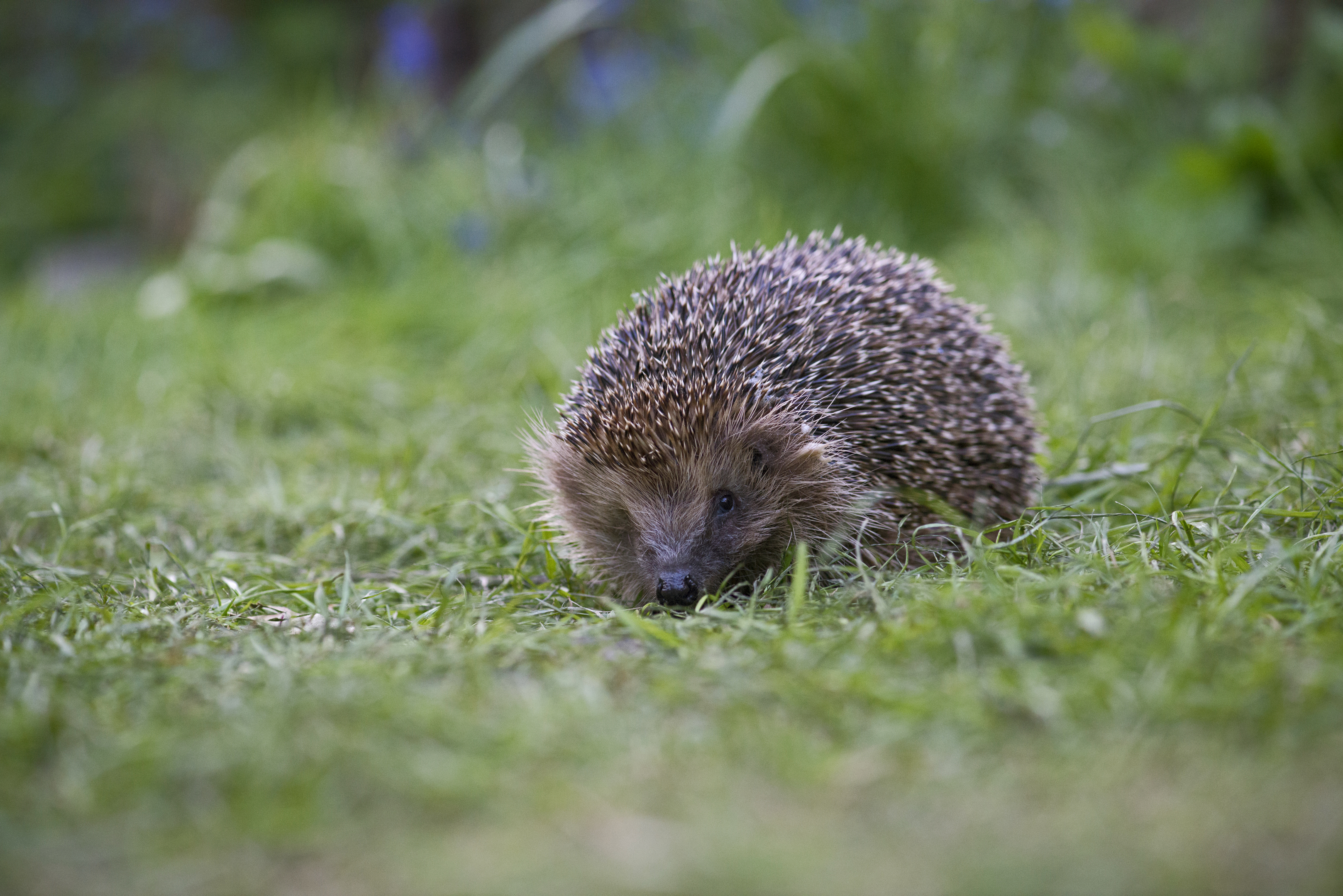 Hedgehogs were spotted in more than half of Scottish gardens last year (Eleanor Bentall, RSPB)