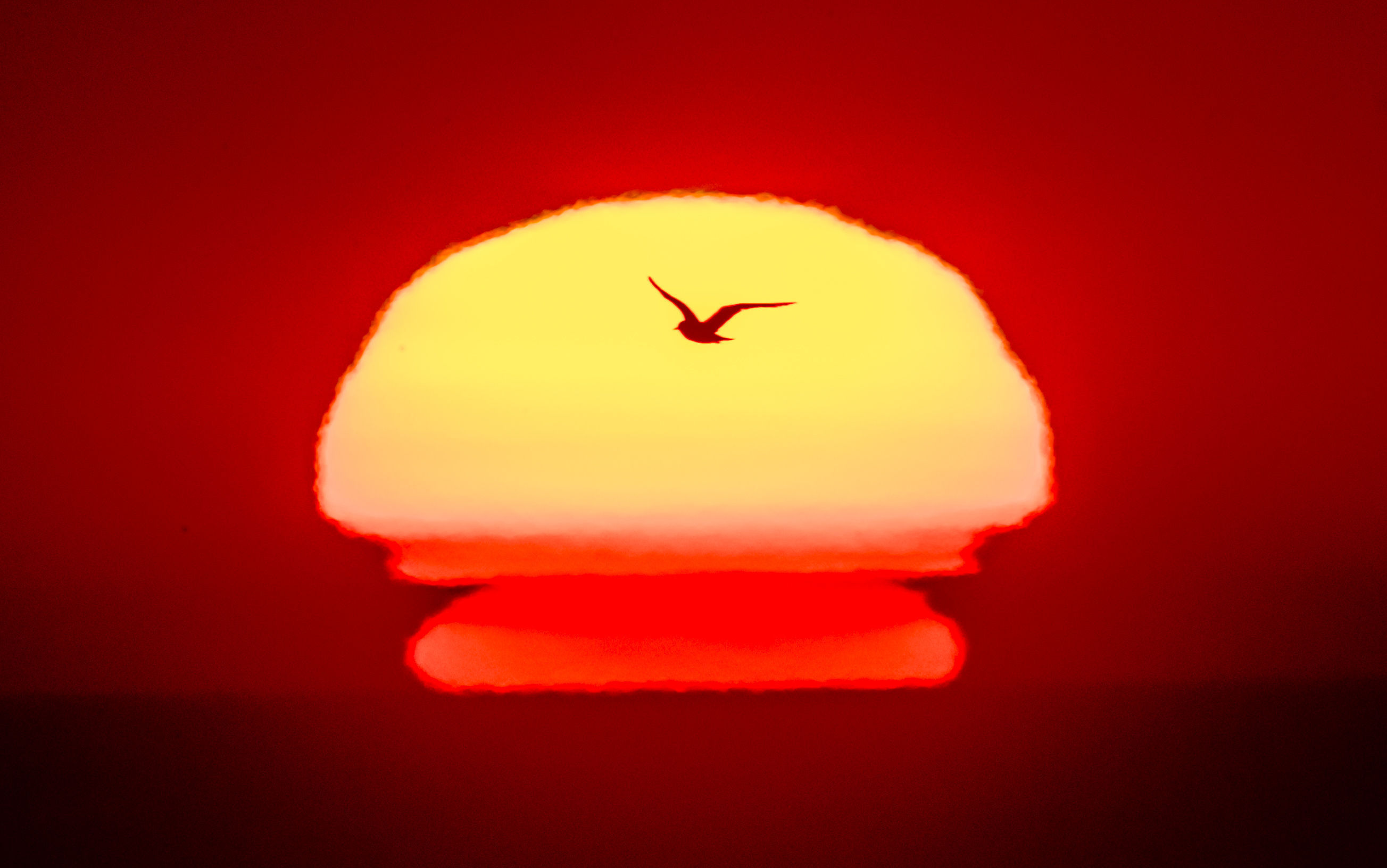 A sea bird flies past the rising sun (Danny Lawson/PA Wire)