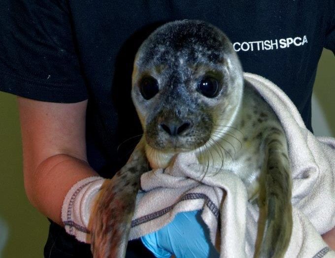 Flounder the harbour seal (Scottish SPCA)