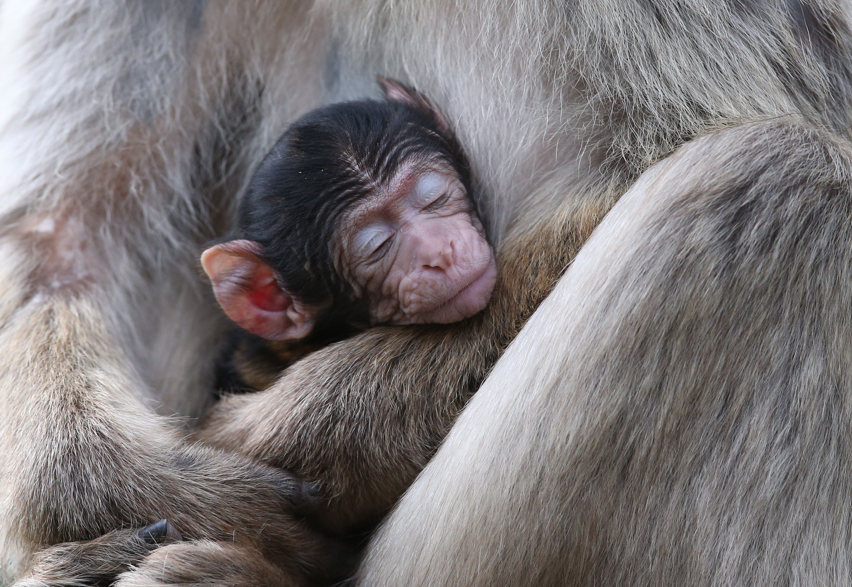 Bute, one of three baby Macaques born recently at Blair Drummond Safari Park near Stirling, with his mother Miss Brodie. (Andrew Milligan/PA Wire)