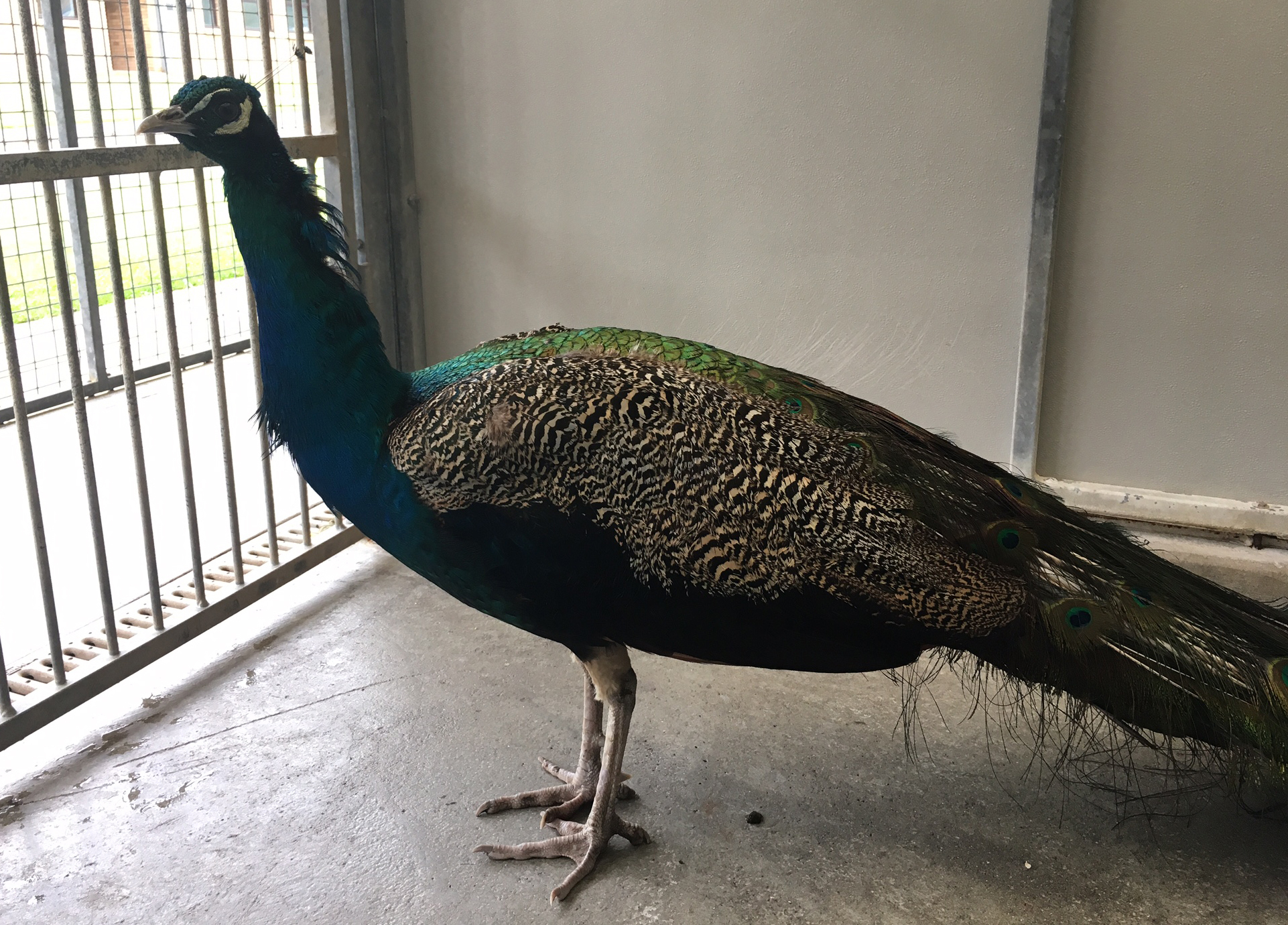 Sparky the Peacock, who was rescued after he was found roaming around an electricity substation. (Scottish SPCA/PA Wire)