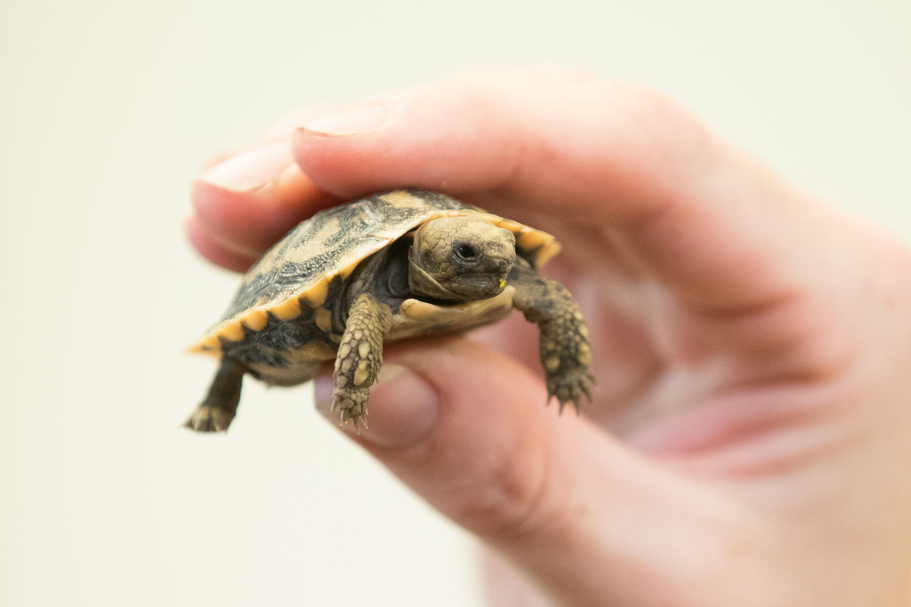 A keeper holds Fin, a new baby pancake tortoise at West Midland Safari Park in Bewdley, (Aaron Chown/PA Wire)