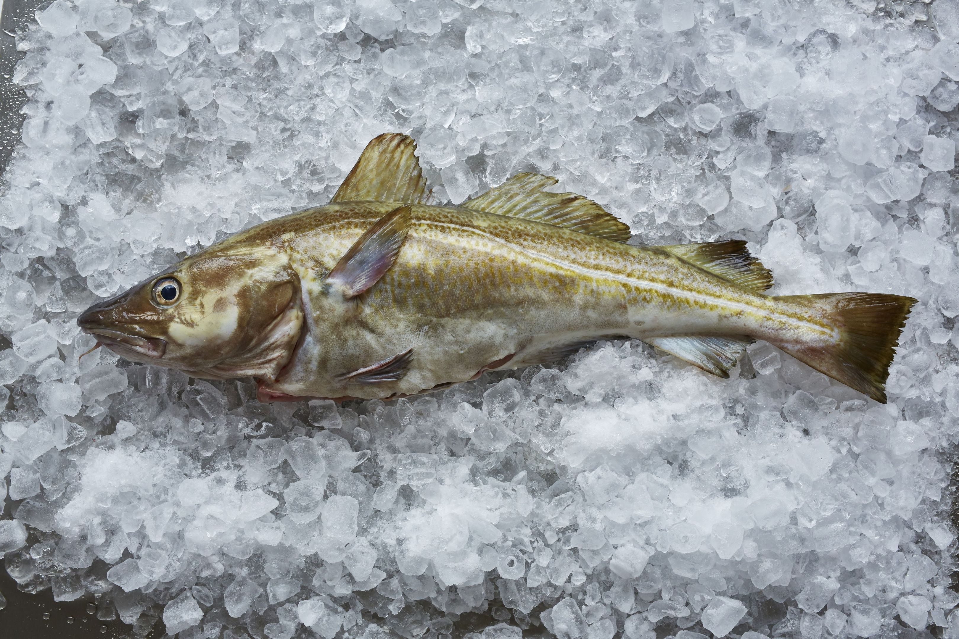 North Sea cod.